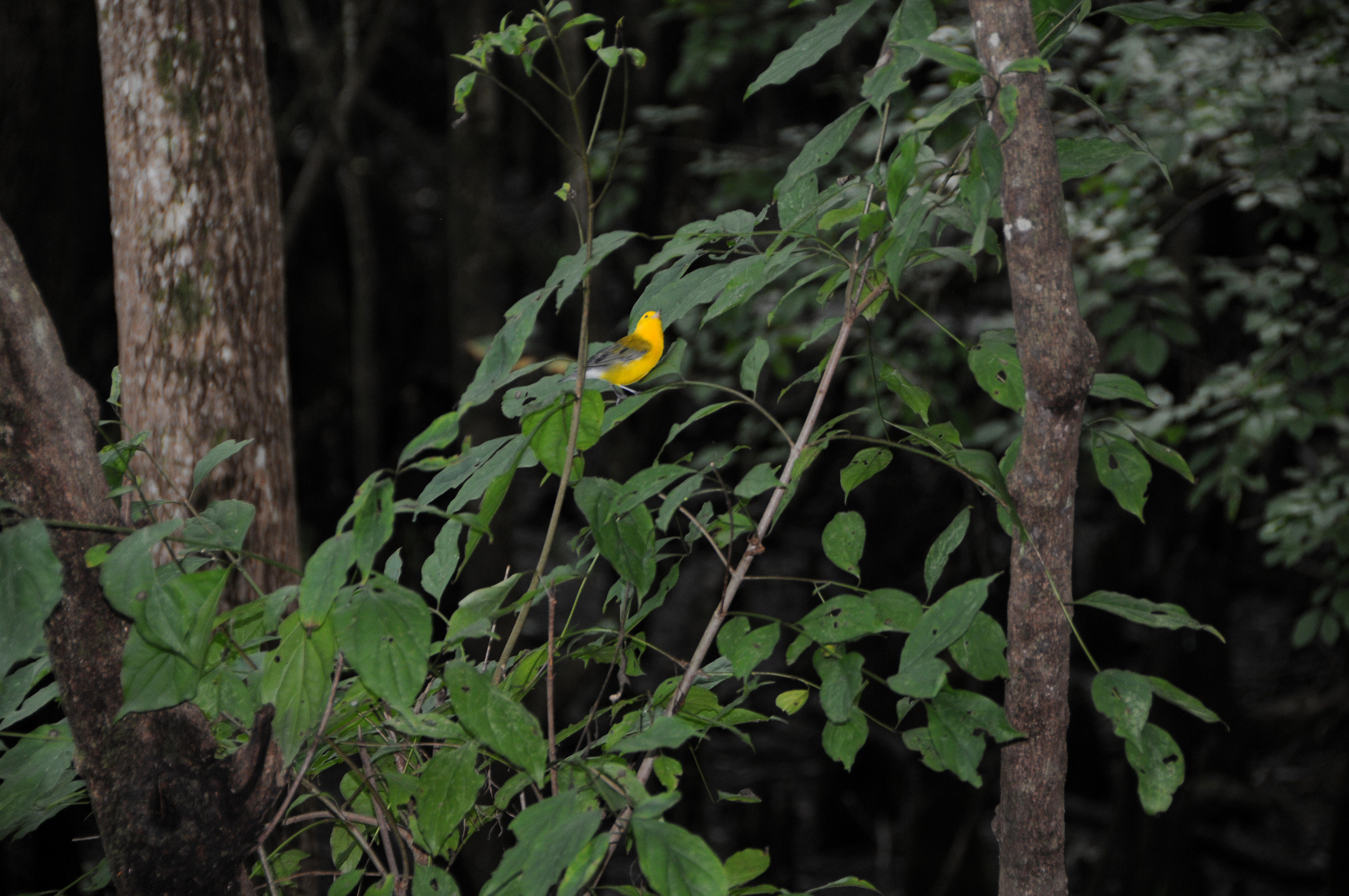 Prothonotary Warbler - Protonotaria citrea