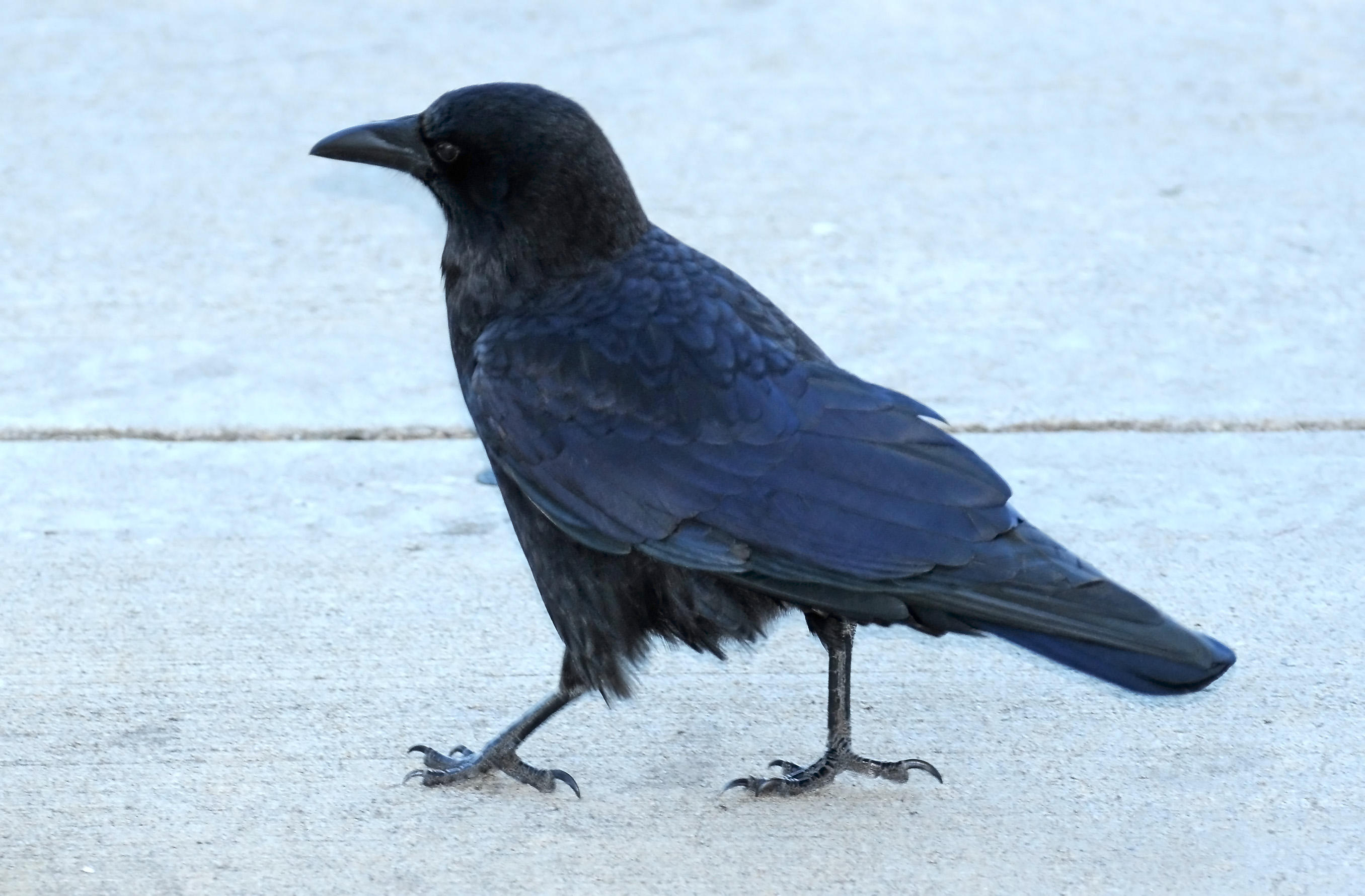 DSC_9293.JPG