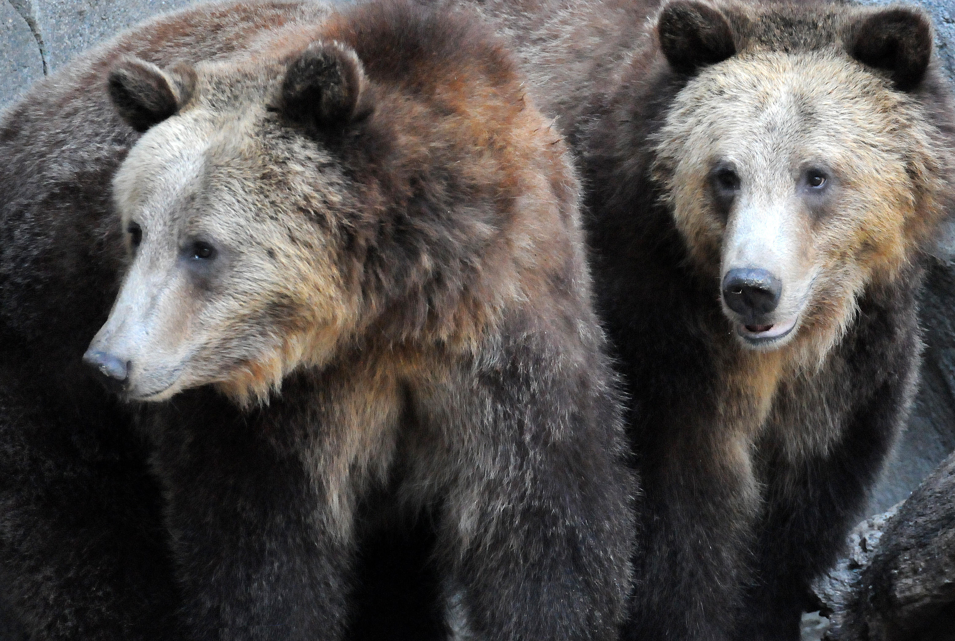 California Brown Bears at Balboa Park Zoo