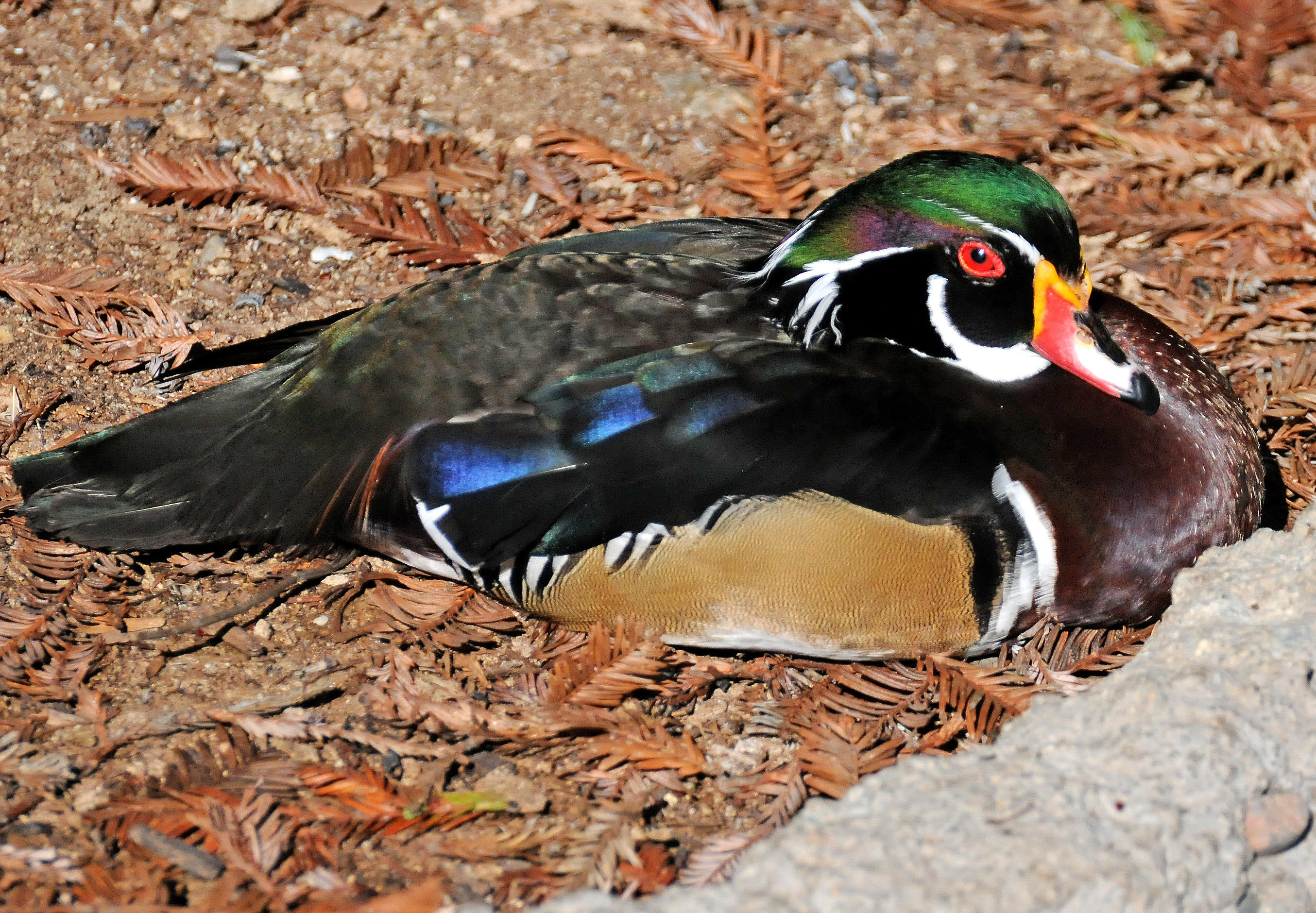 Balboa Park Zoo