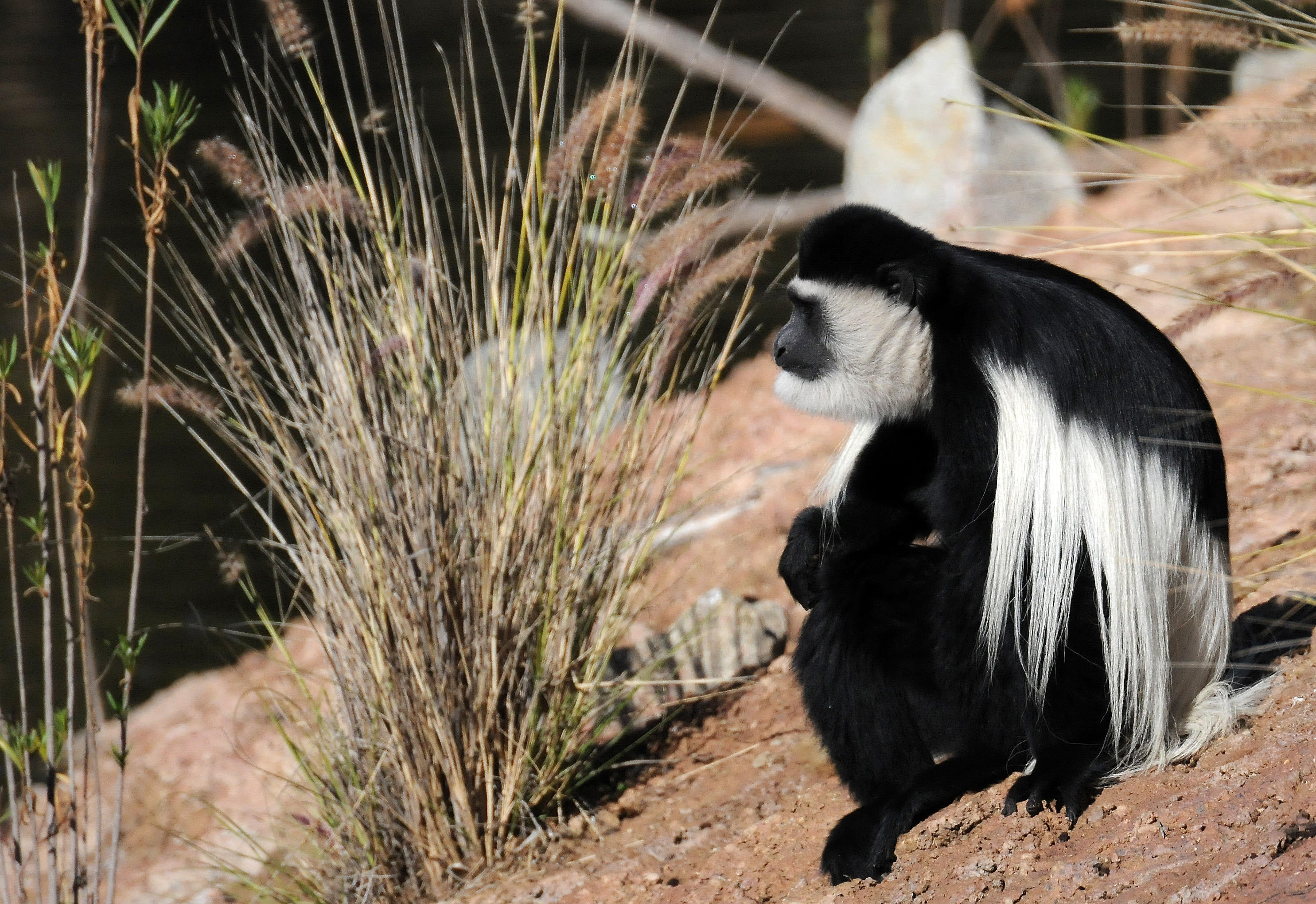 Wild Animal Park