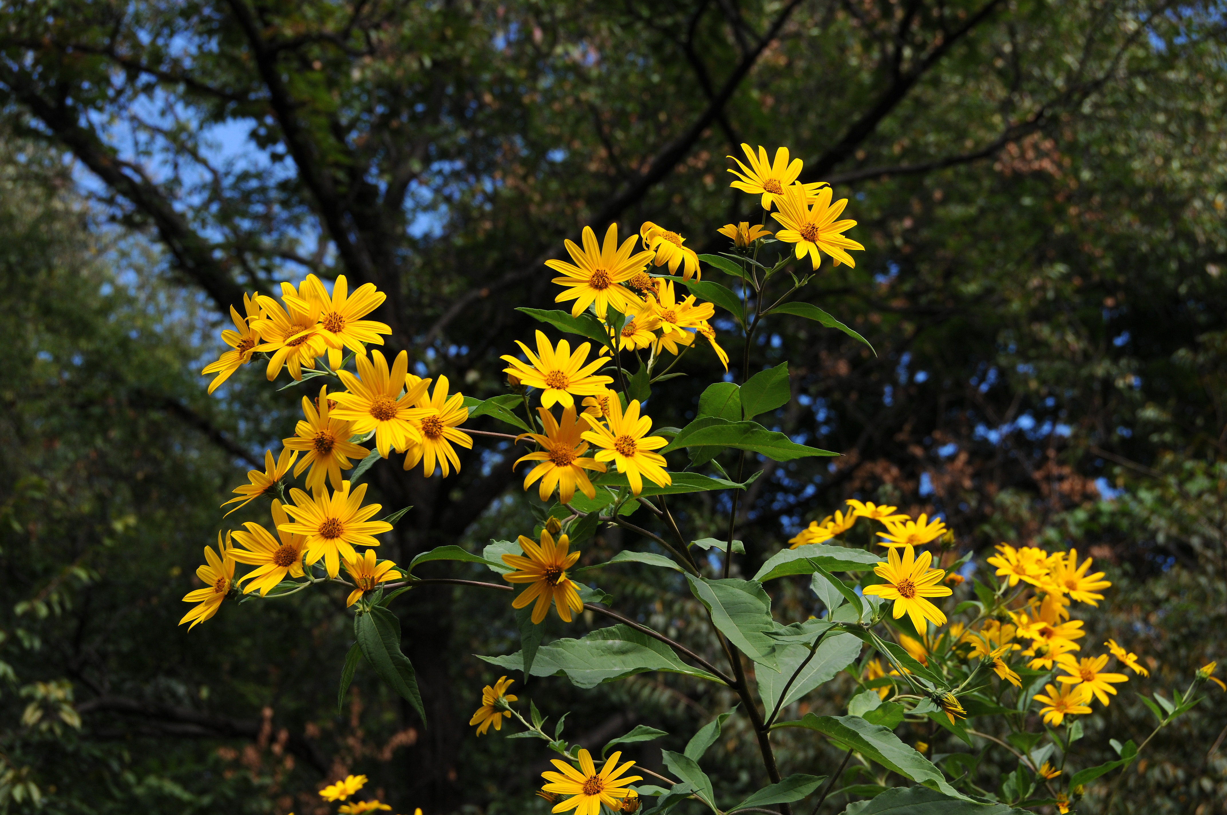 DSC_5421.JPG