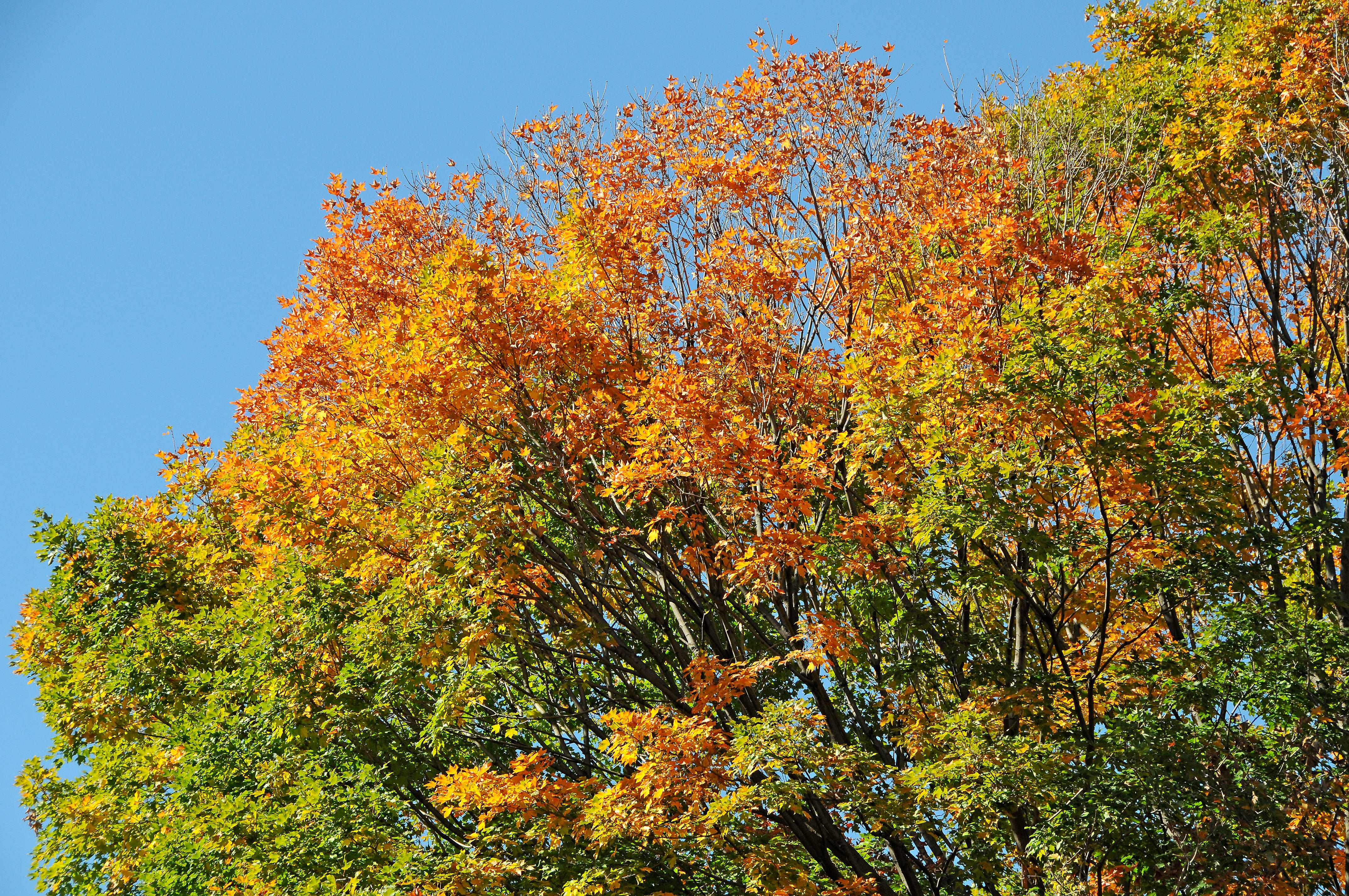 DSC_5721.JPG