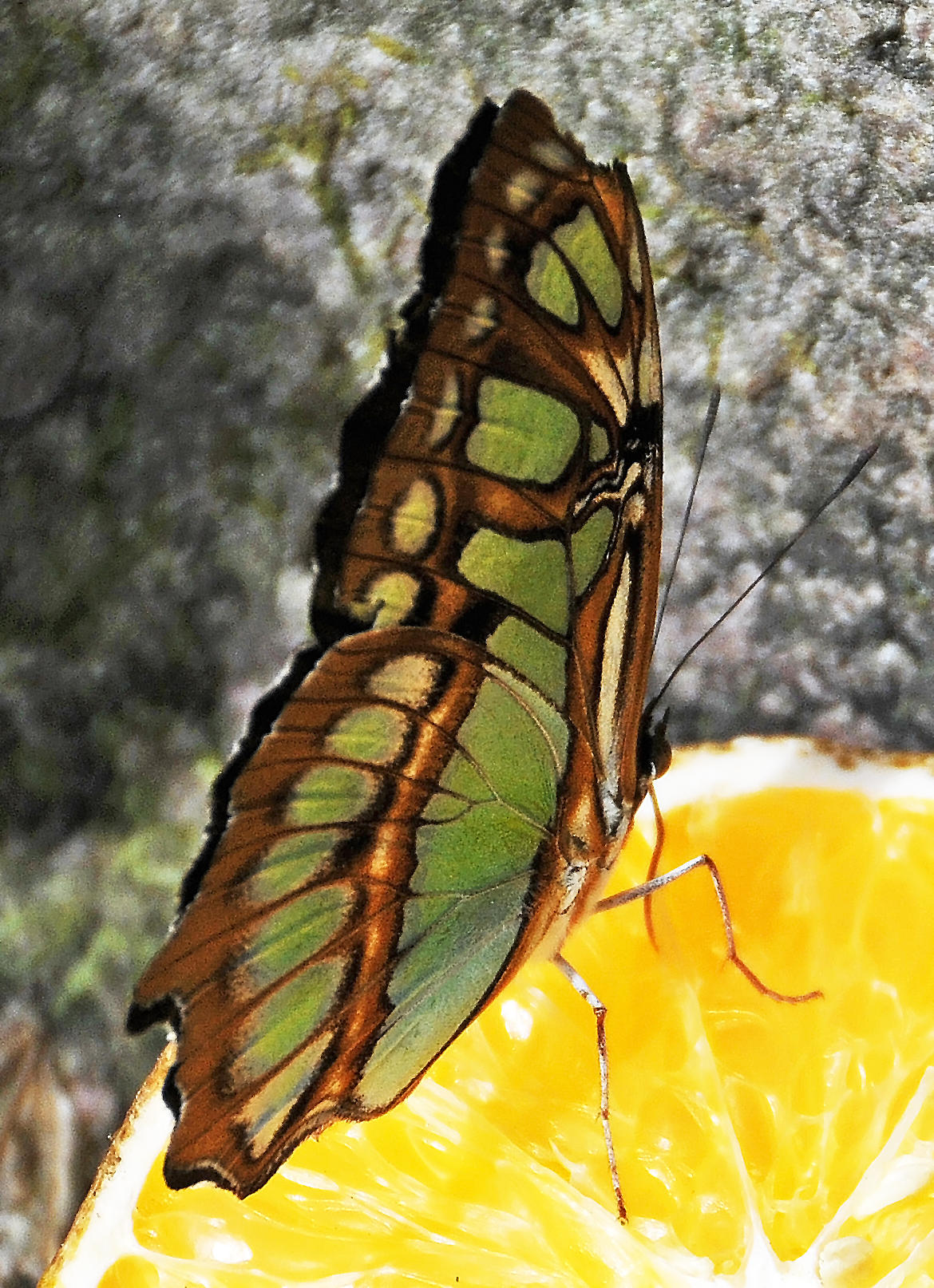 Spirogyra Butterfly Garden