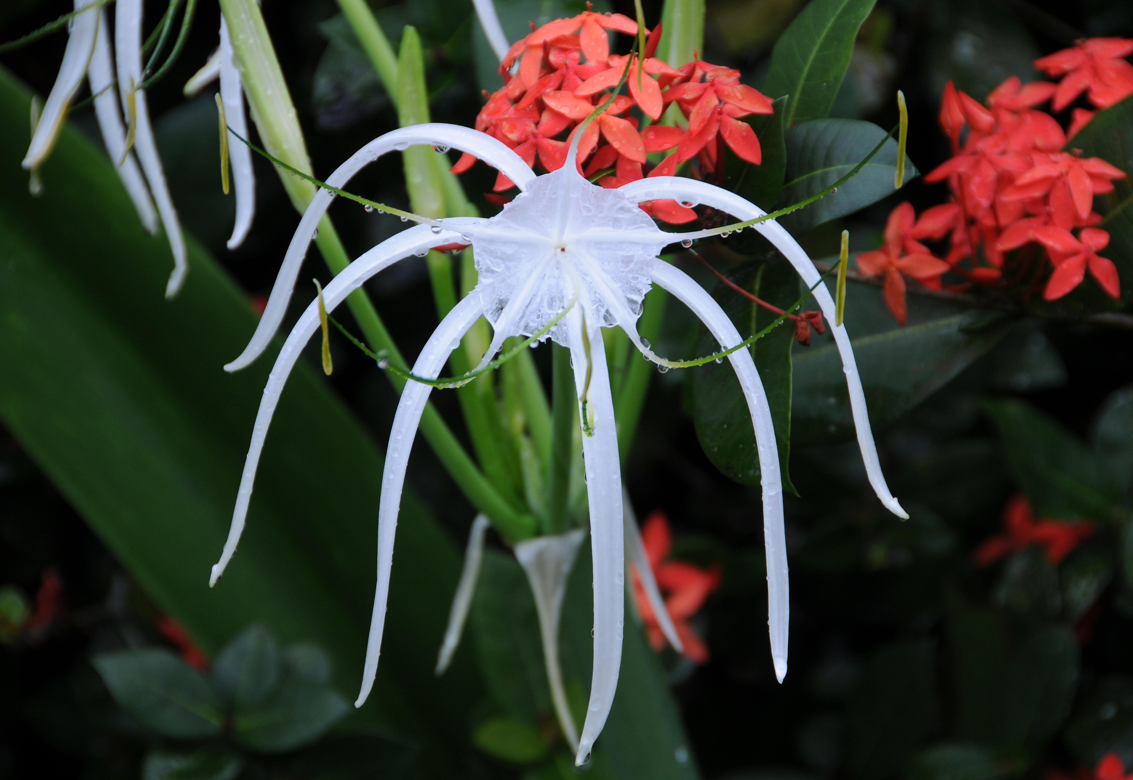 Spider lily & Unknown Orange Flowers 
