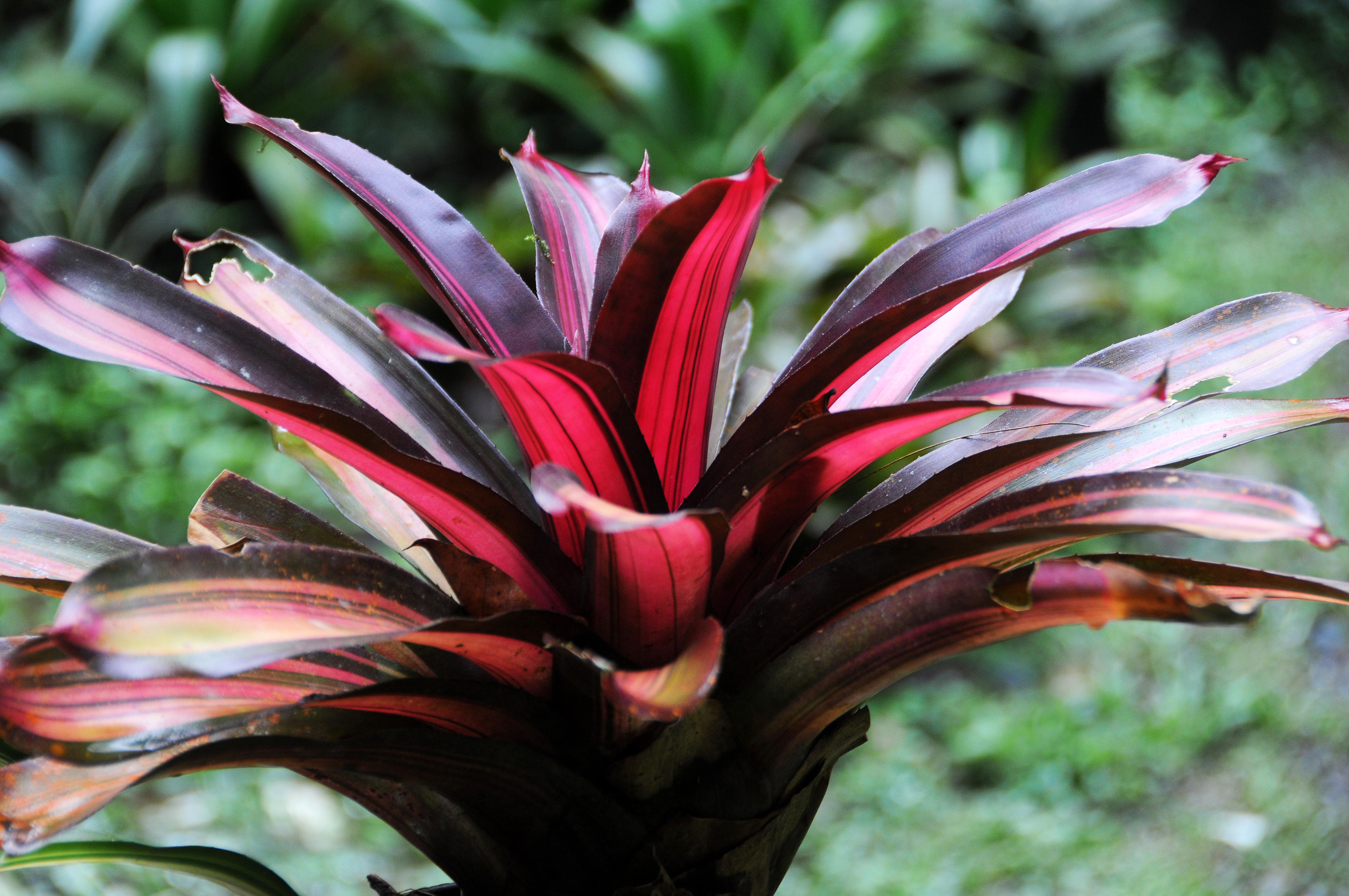 Finca la Isla Botanical Garden