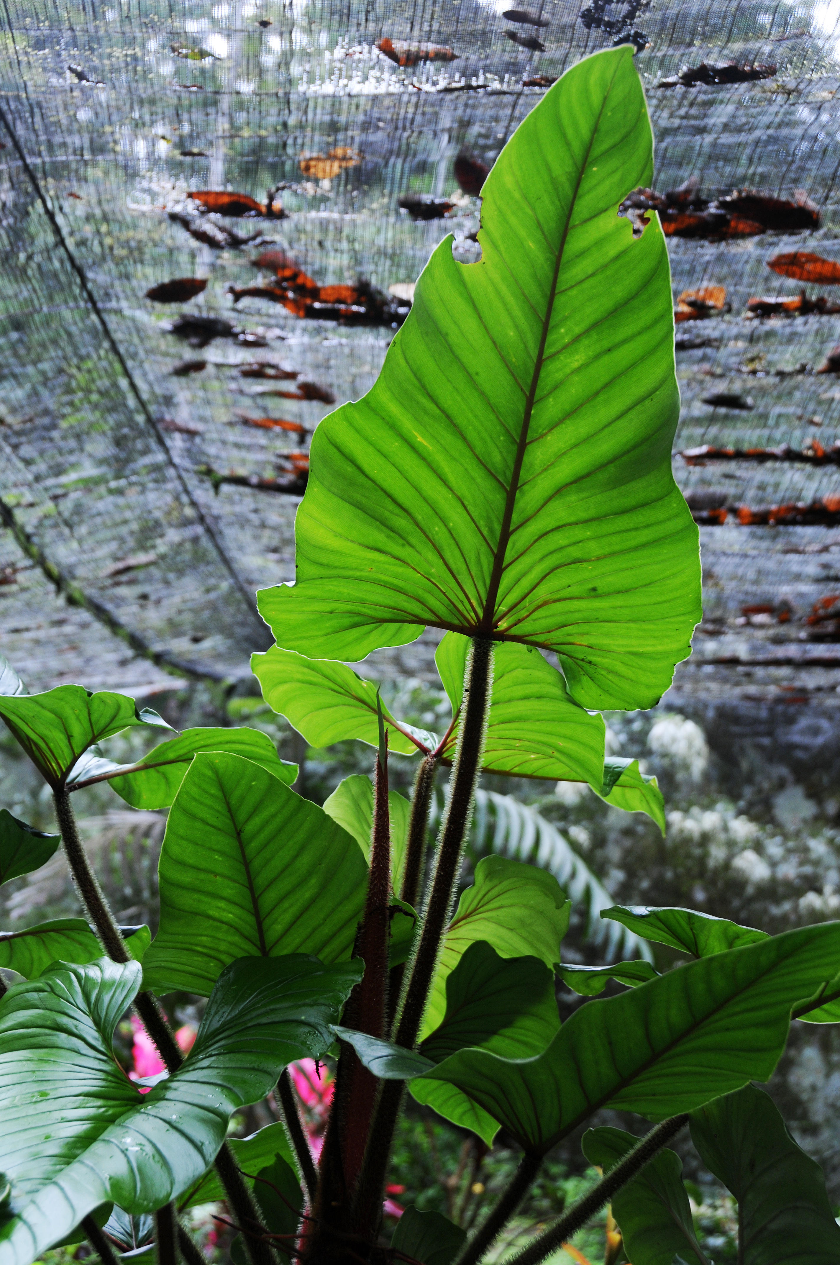 Finca la Isla Botanical Garden