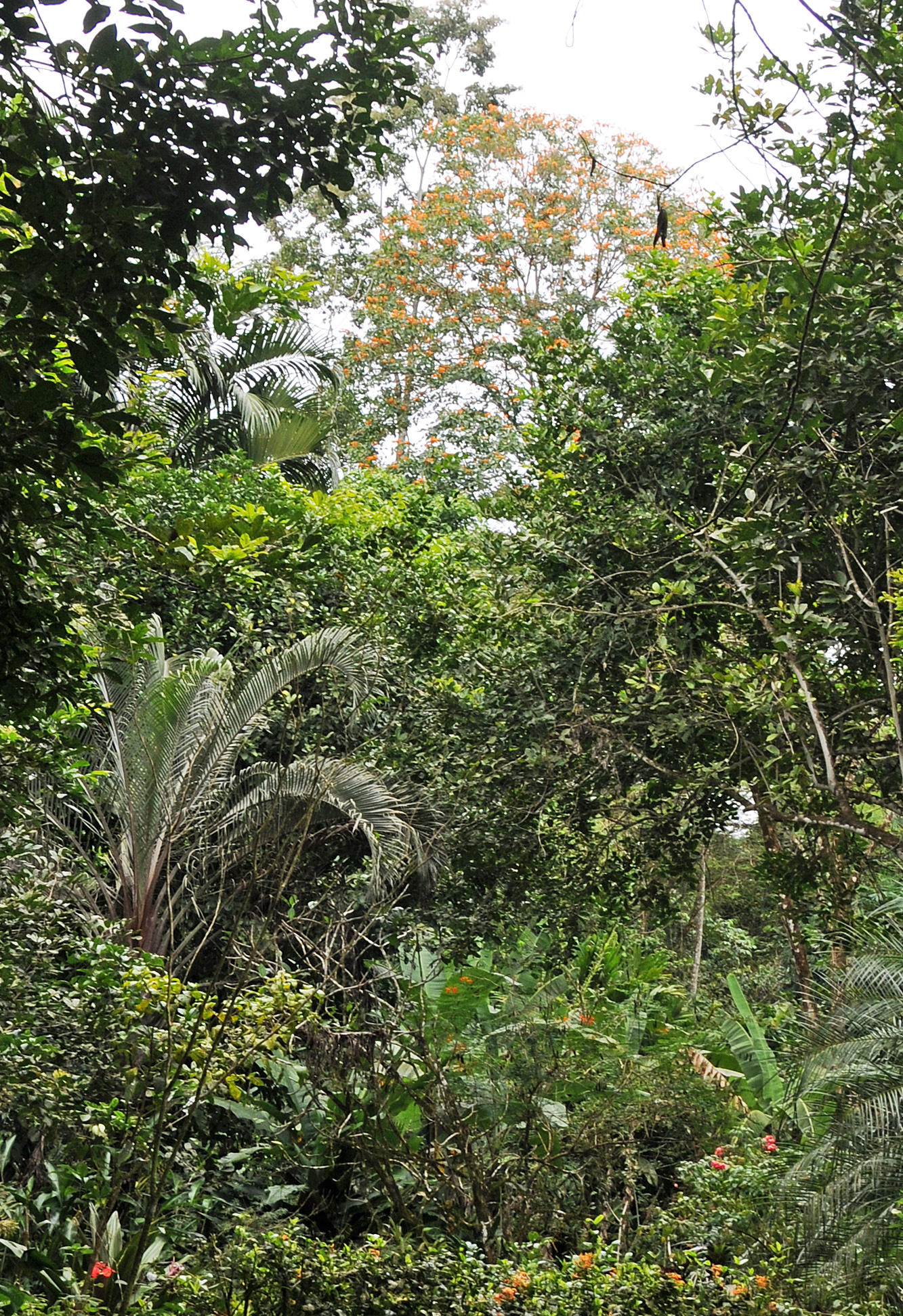 Finca la Isla Botanical Garden