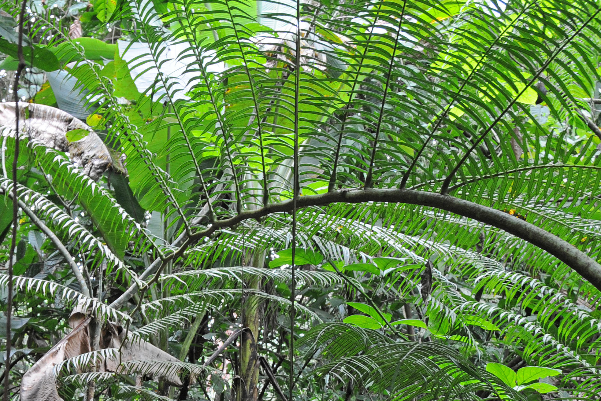 Finca la Isla Botanical Garden