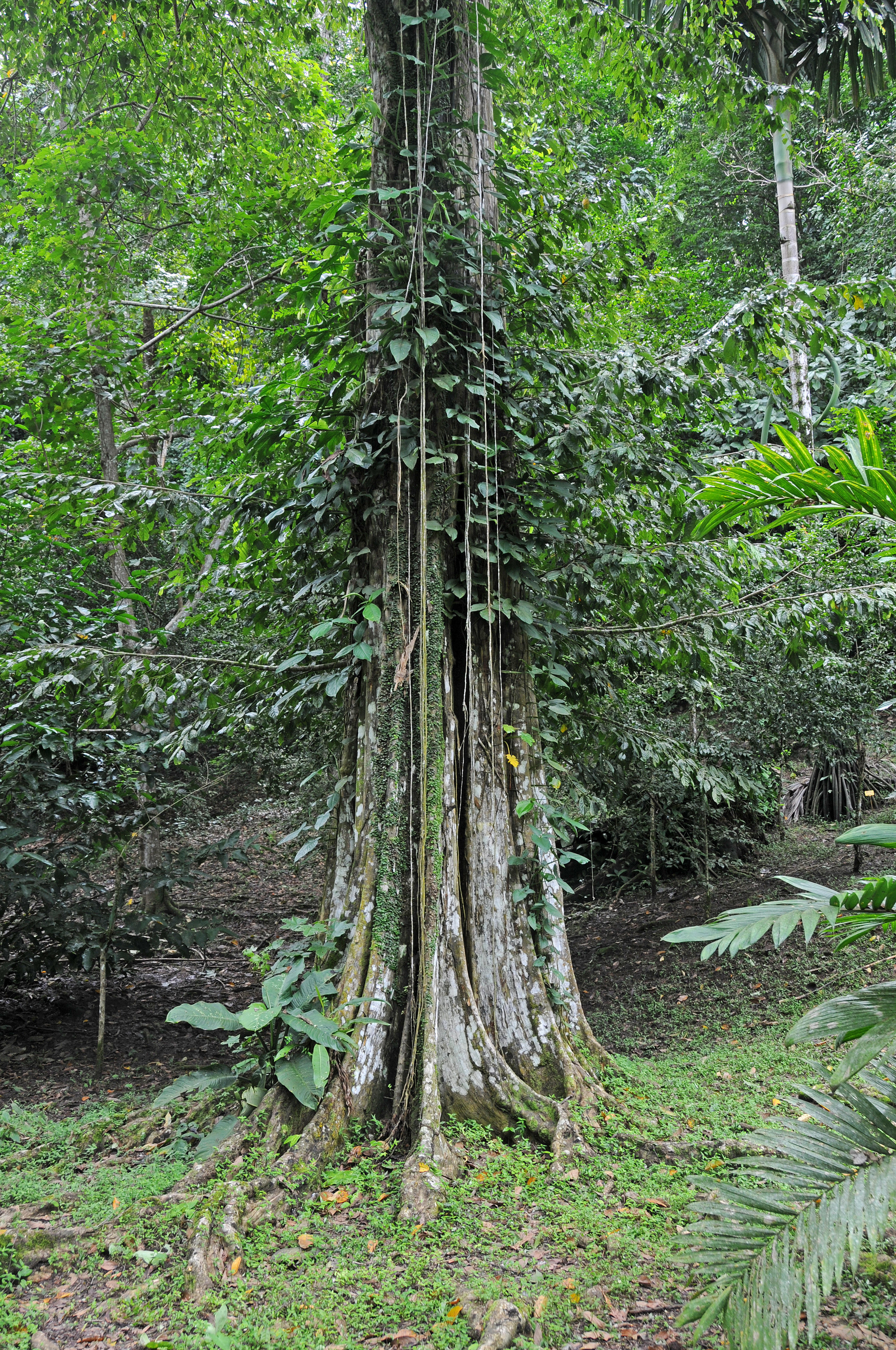 Finca la Isla Botanical Garden