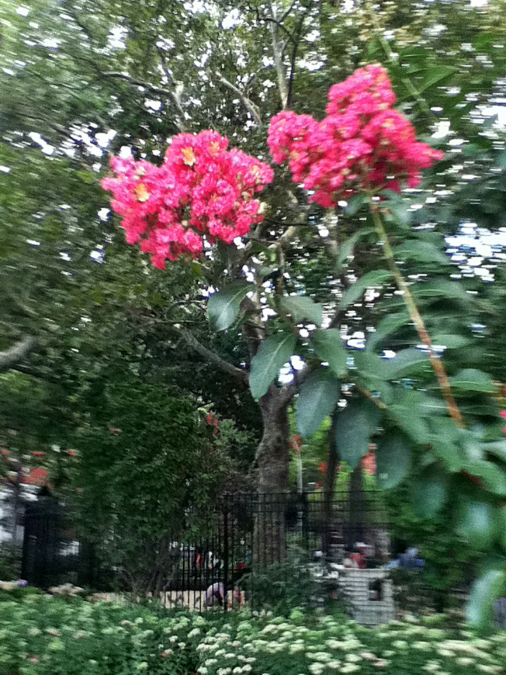 Crepe Myrtle Blossoms
