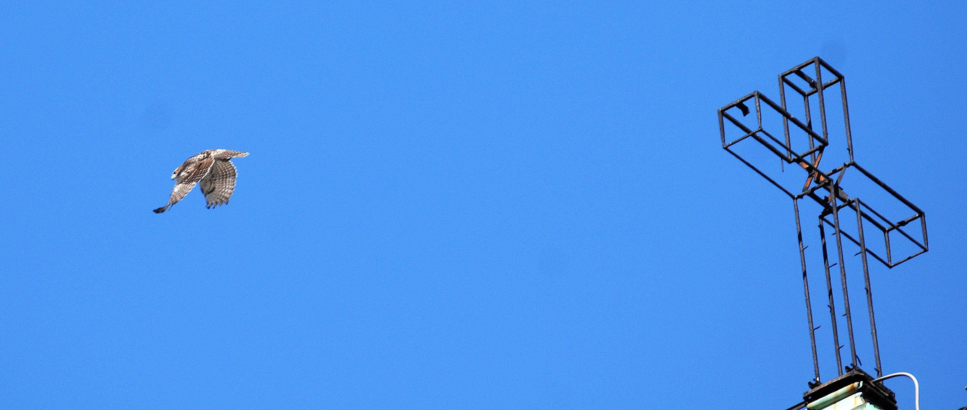 Red Tailed Hawk Leaving the Cross on Top of the Judson Church Bell Tower