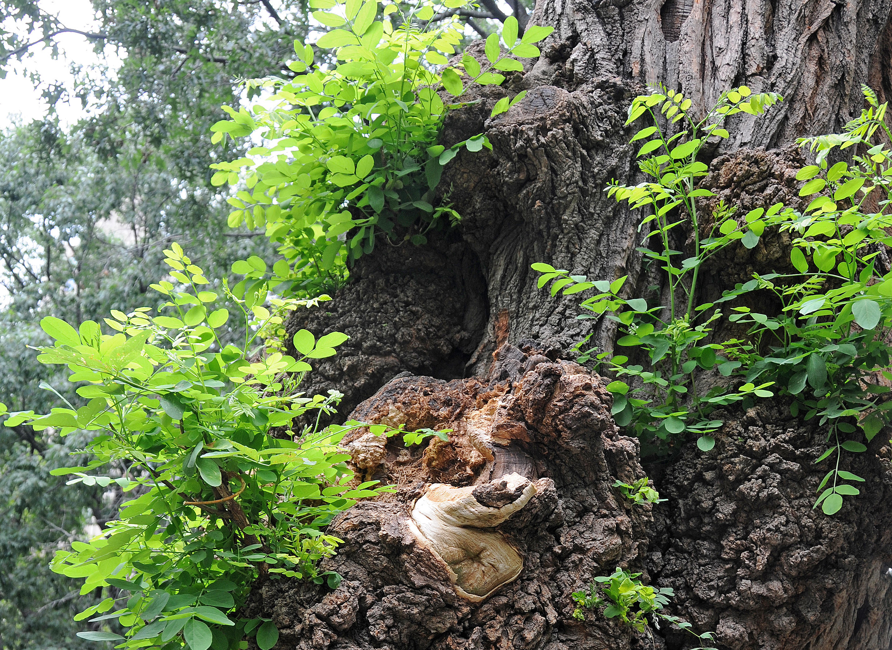 Gnarled Black Locust Tree Recently Decapitated