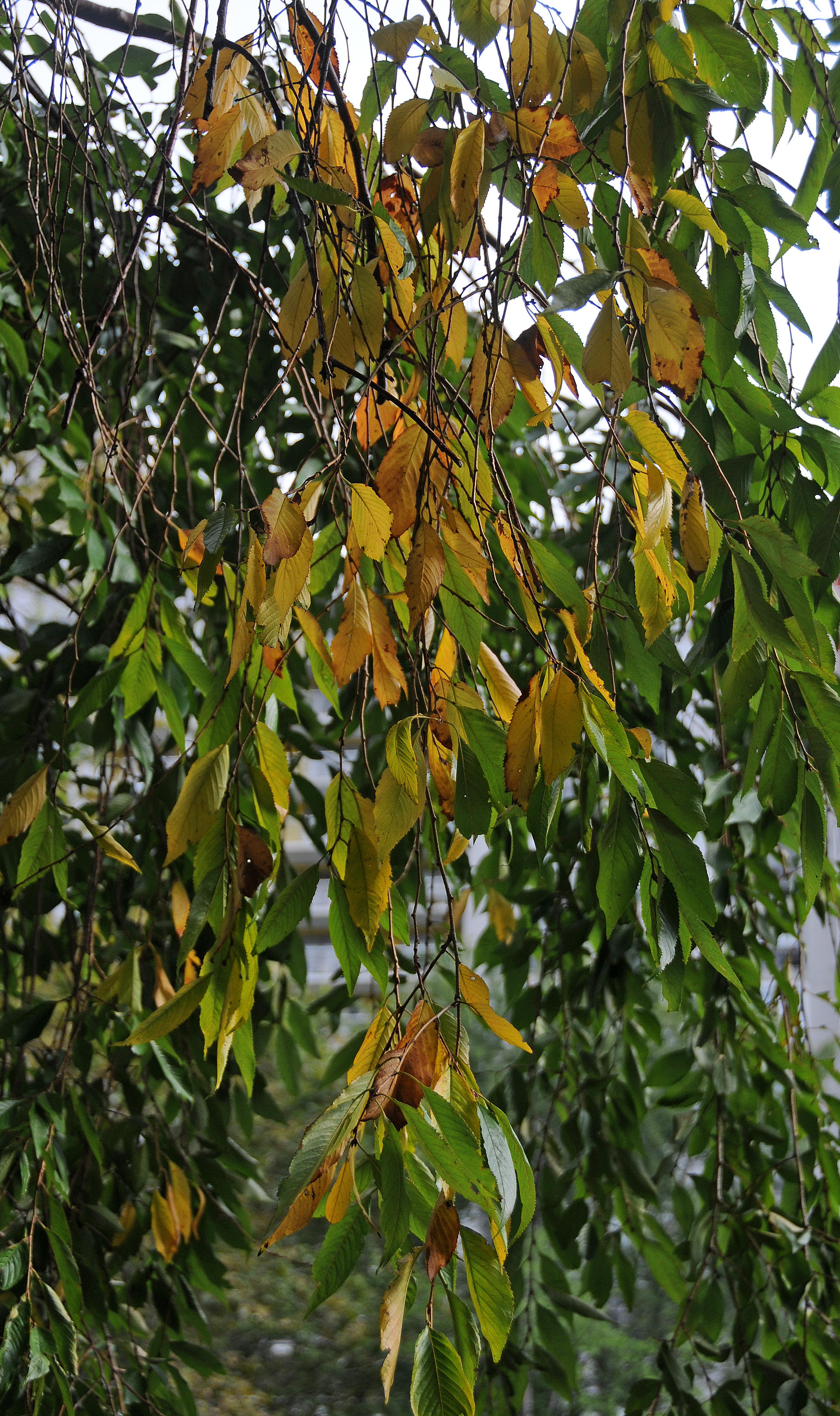 DSC_4672.JPG