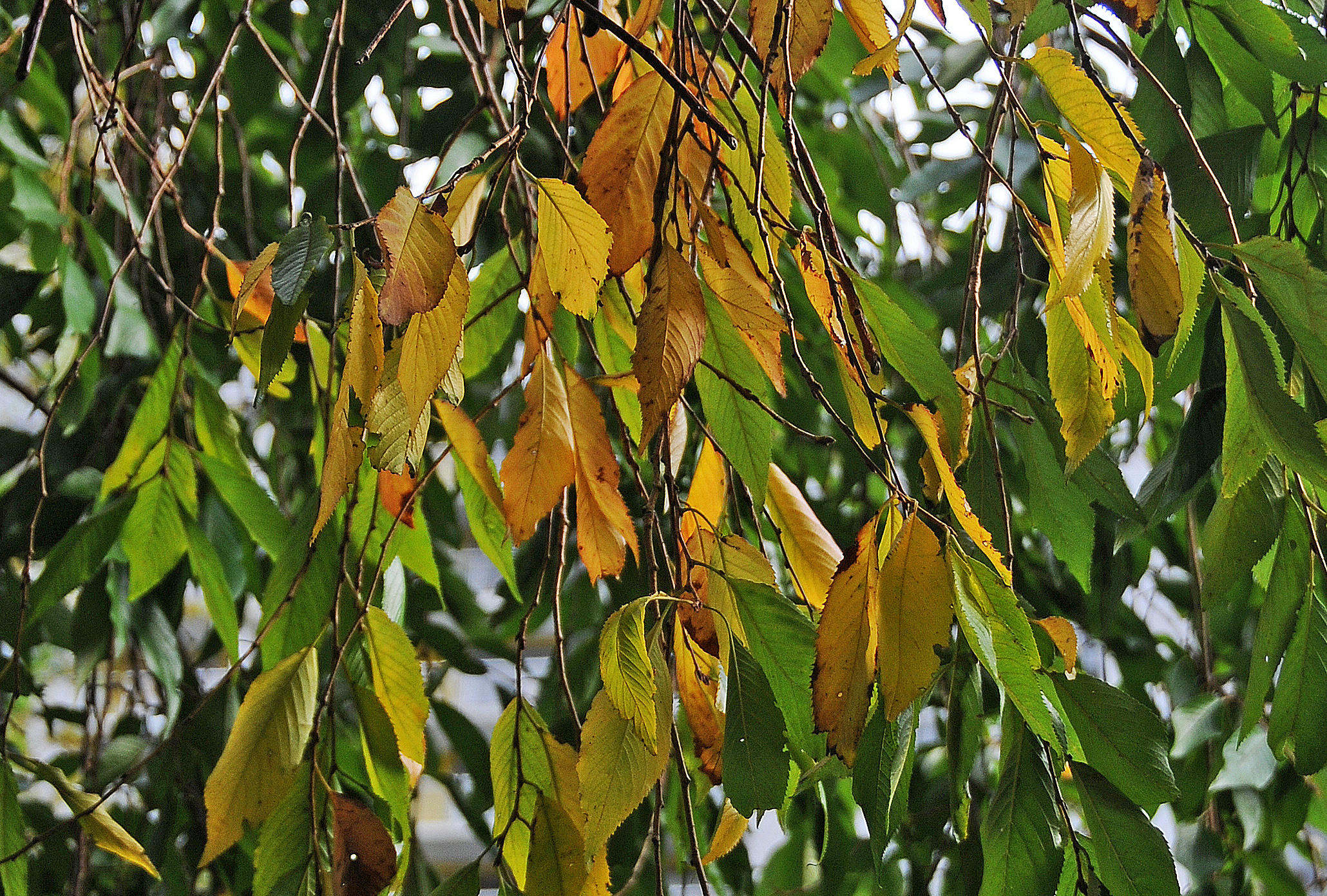 DSC_4672 copy