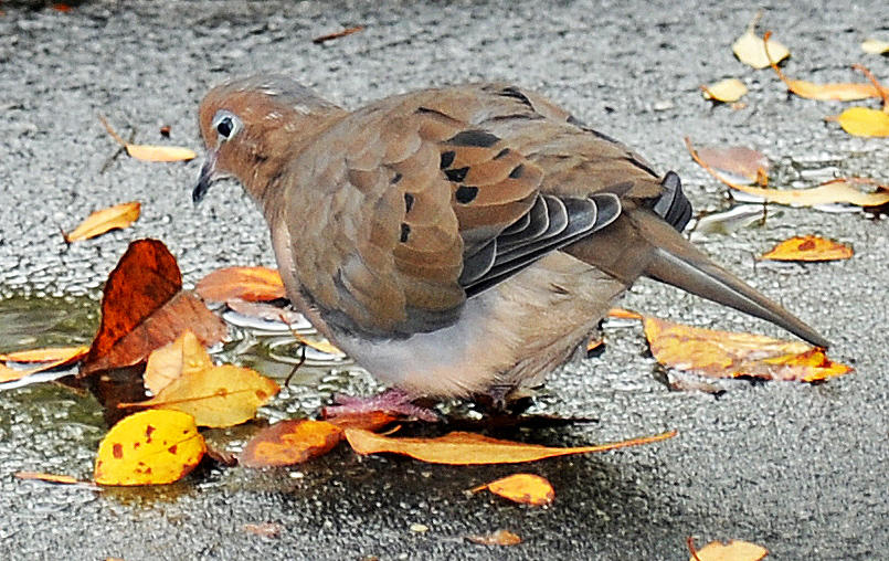 Morning Dove