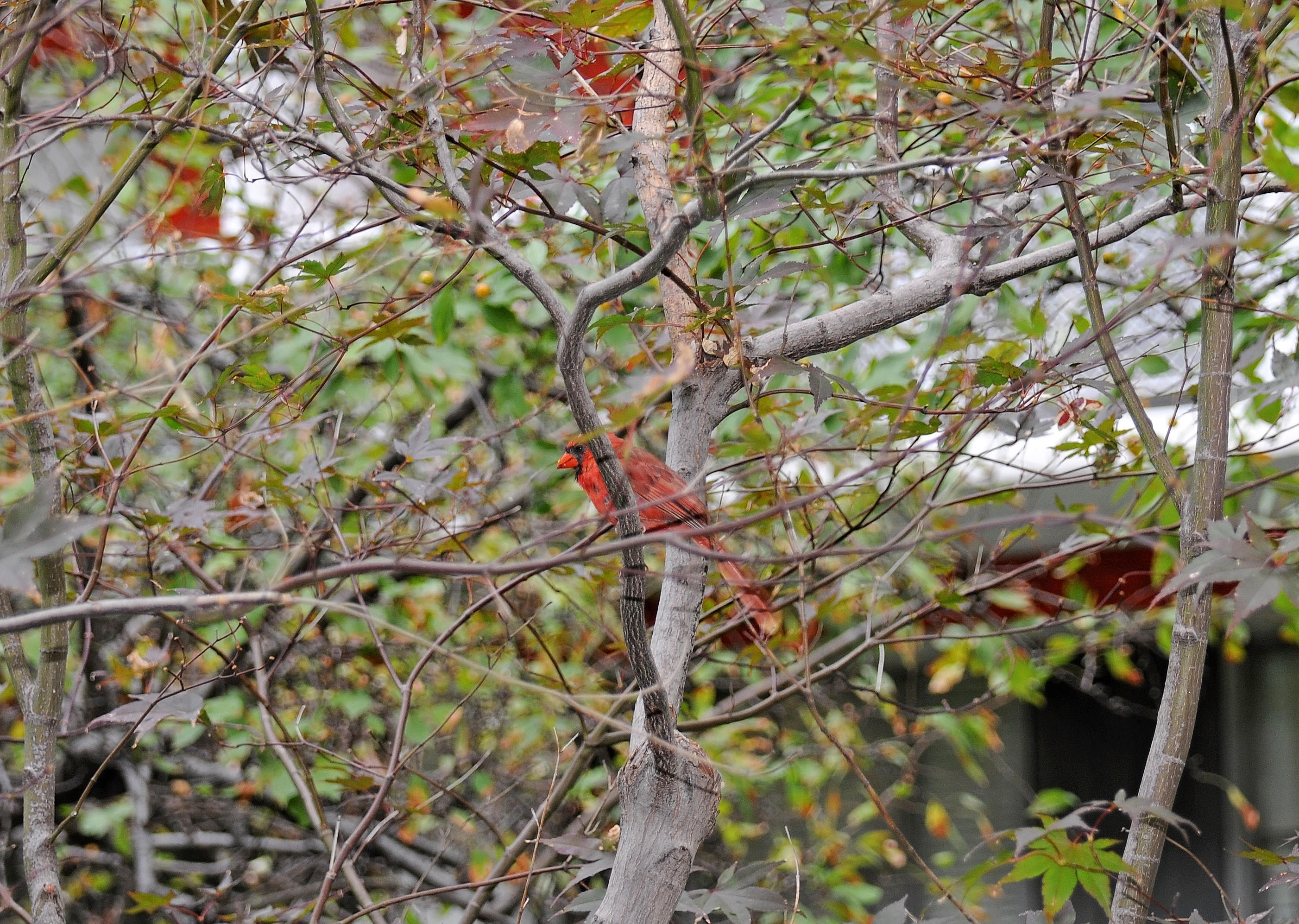 Cardinal