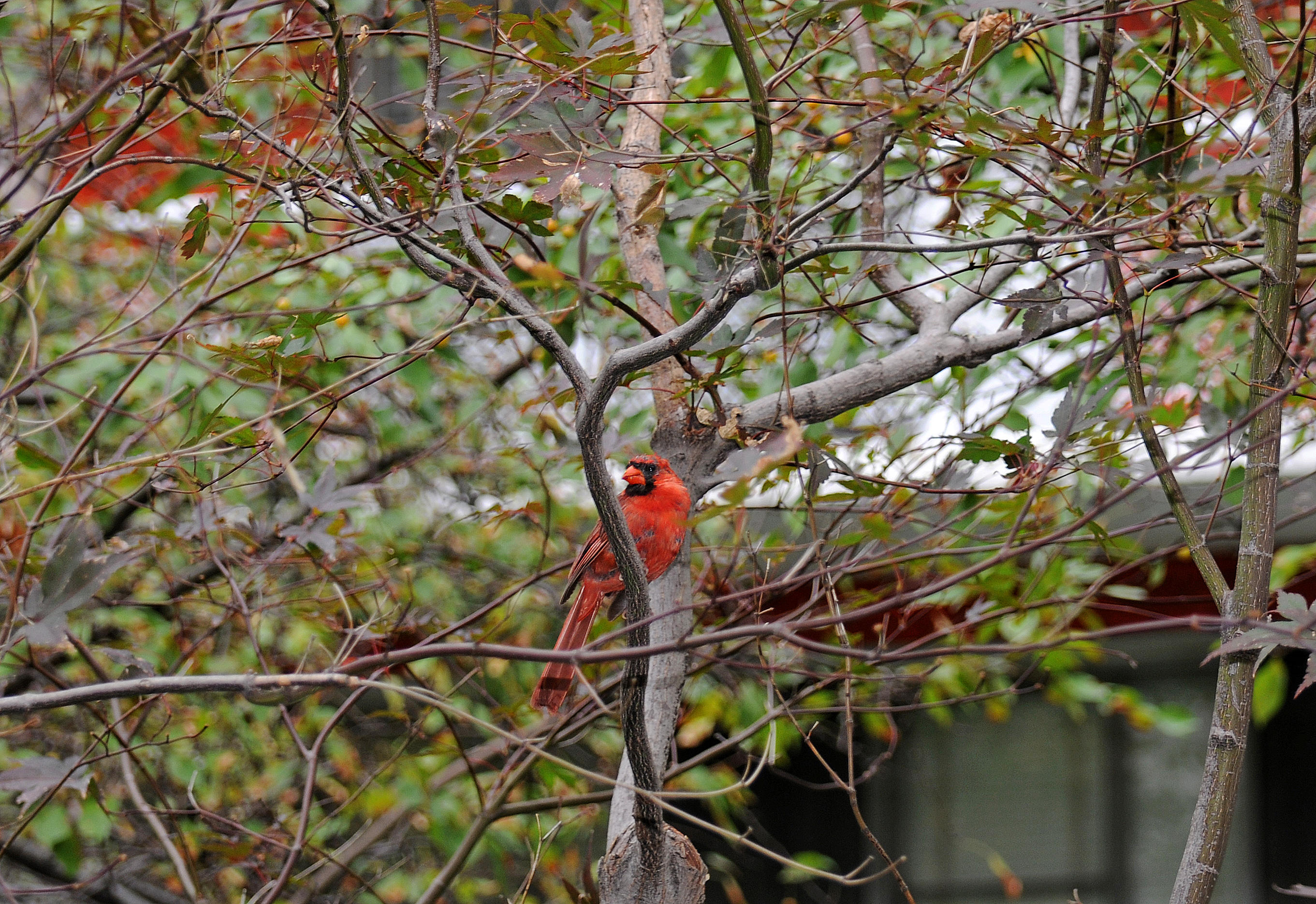 Cardinal