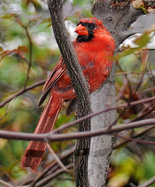 Cardinal