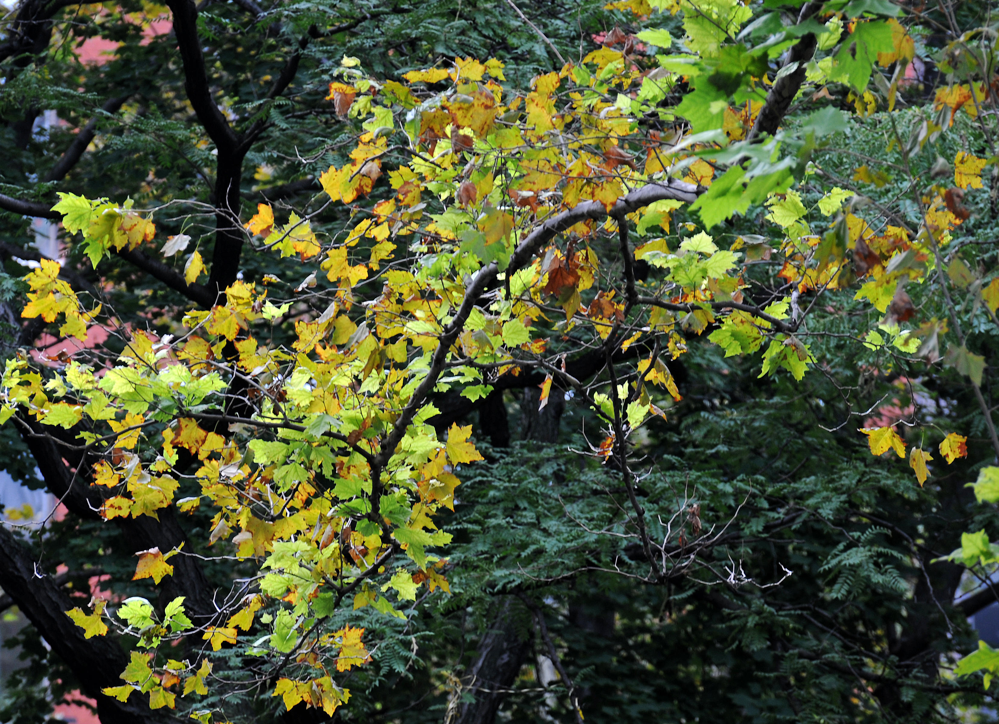 DSC_4733.JPG
