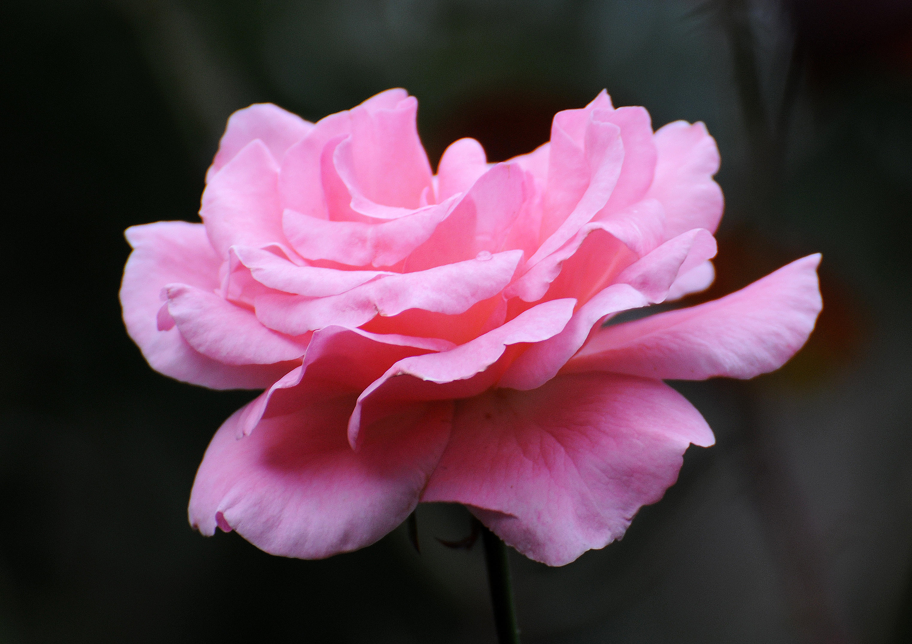 DSC_4750.JPG