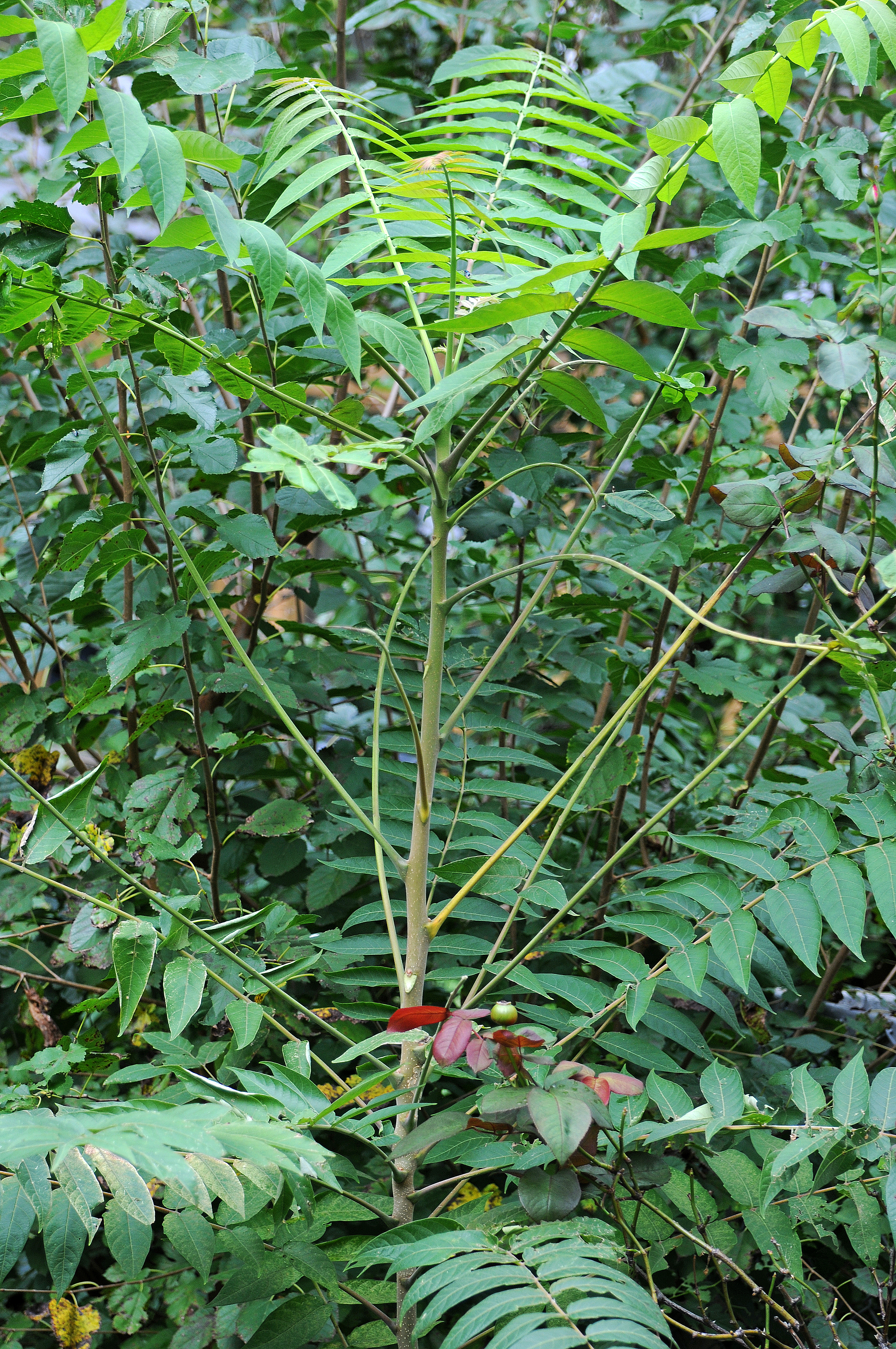 DSC_4758.JPG