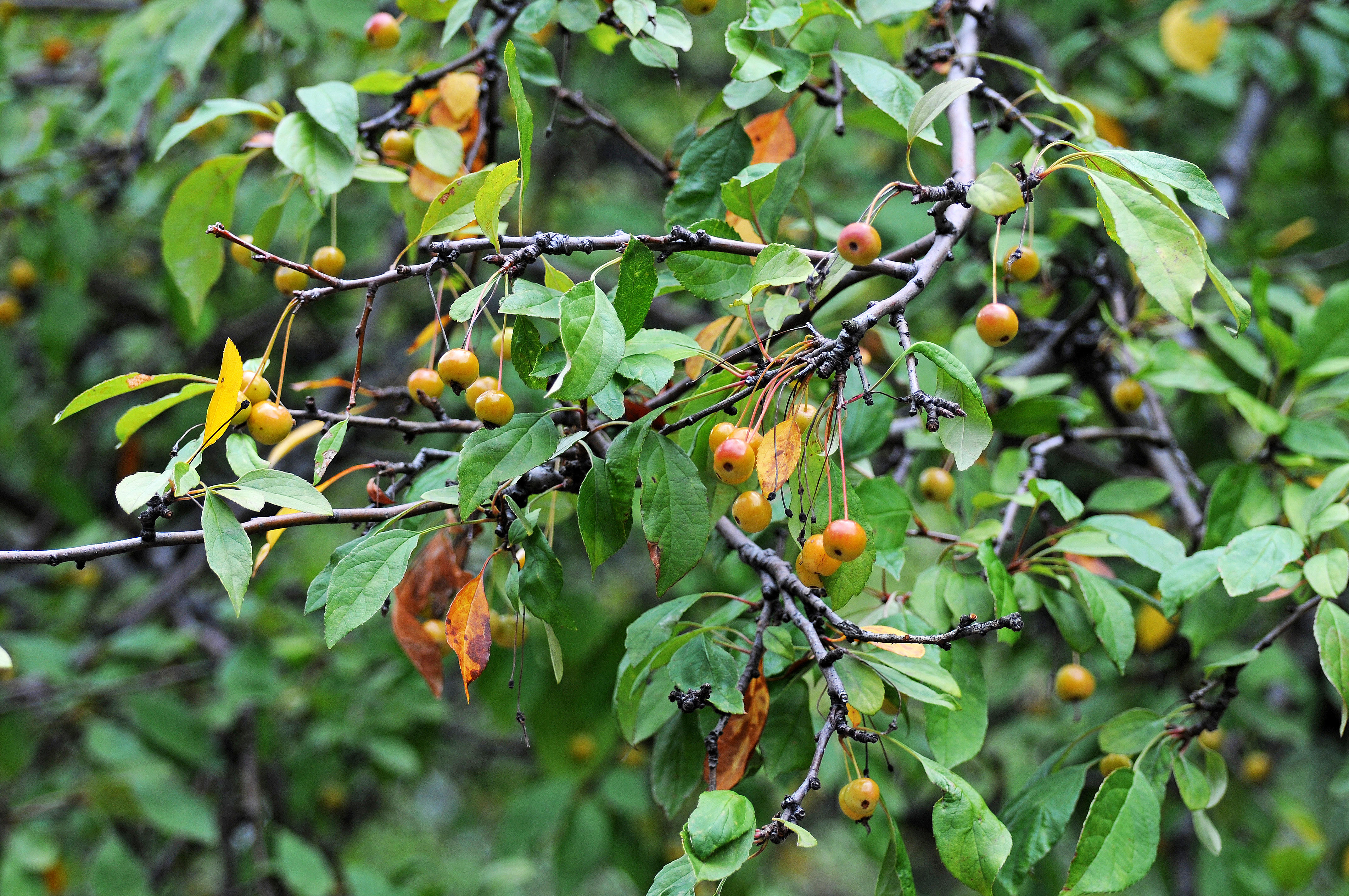 DSC_4764.JPG
