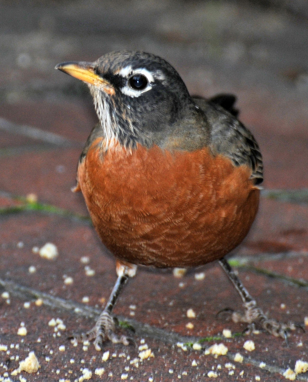 Robin