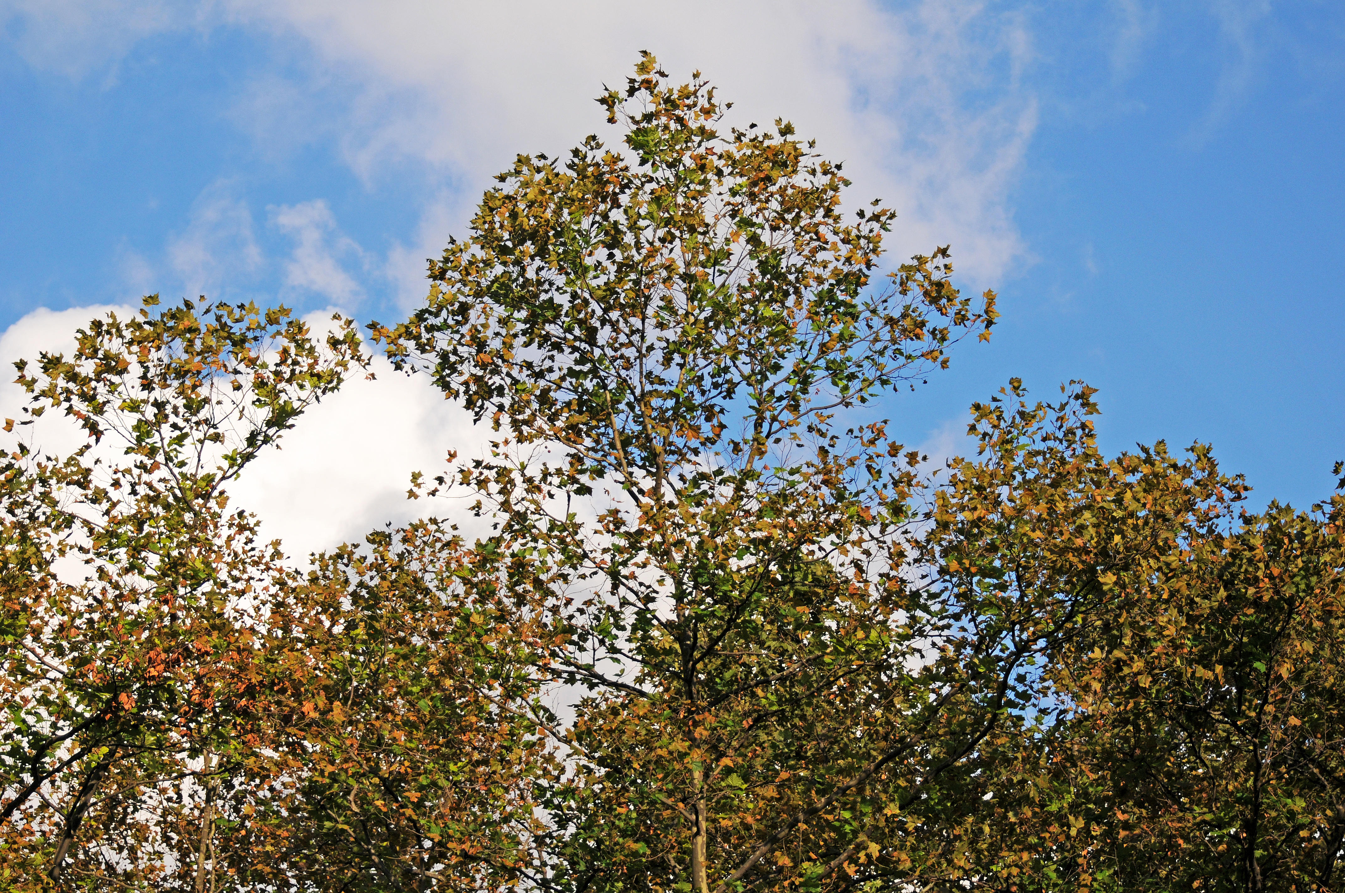 Sycamore Tree Fall Foliage