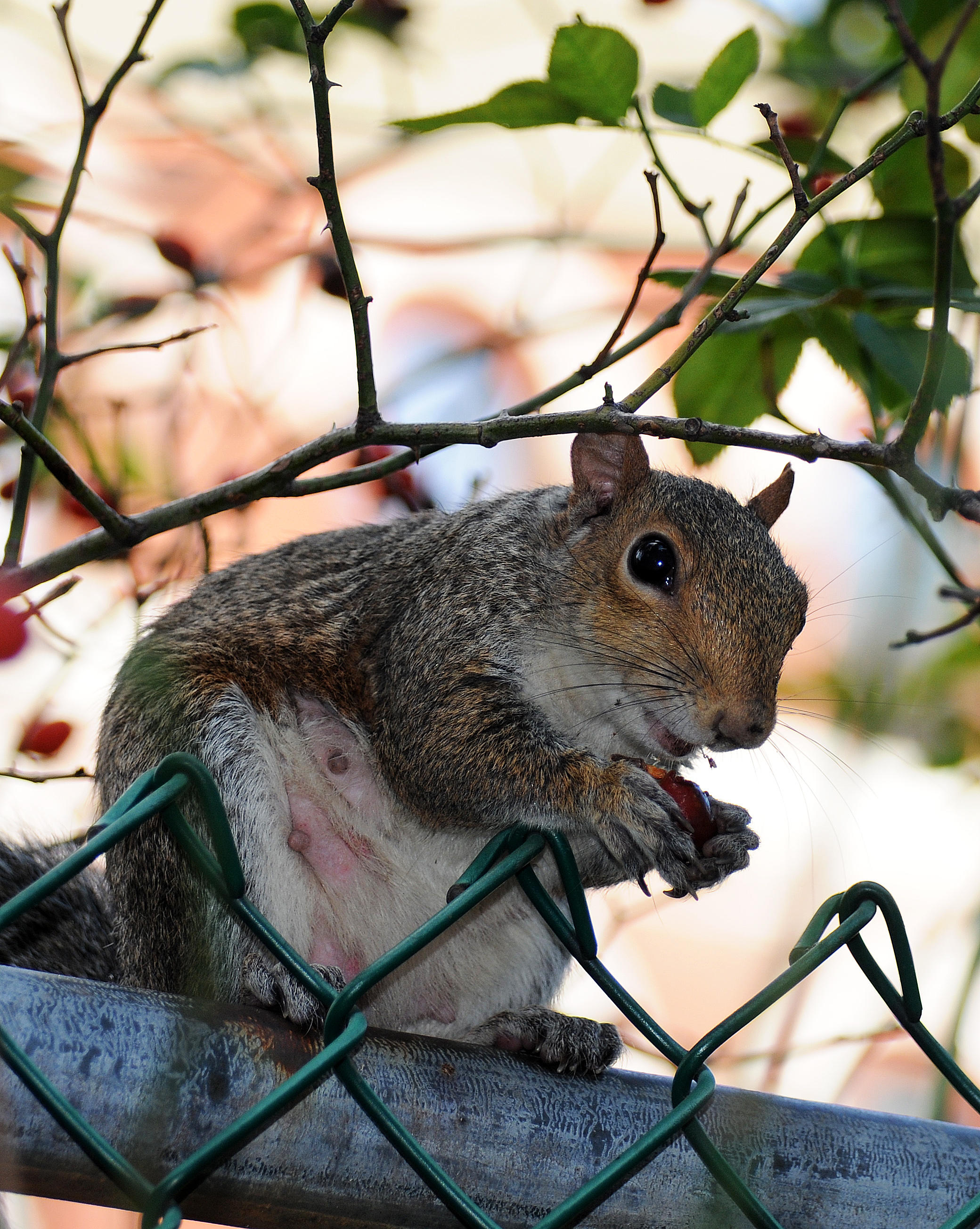 Squirrel Eating a Rose Hip