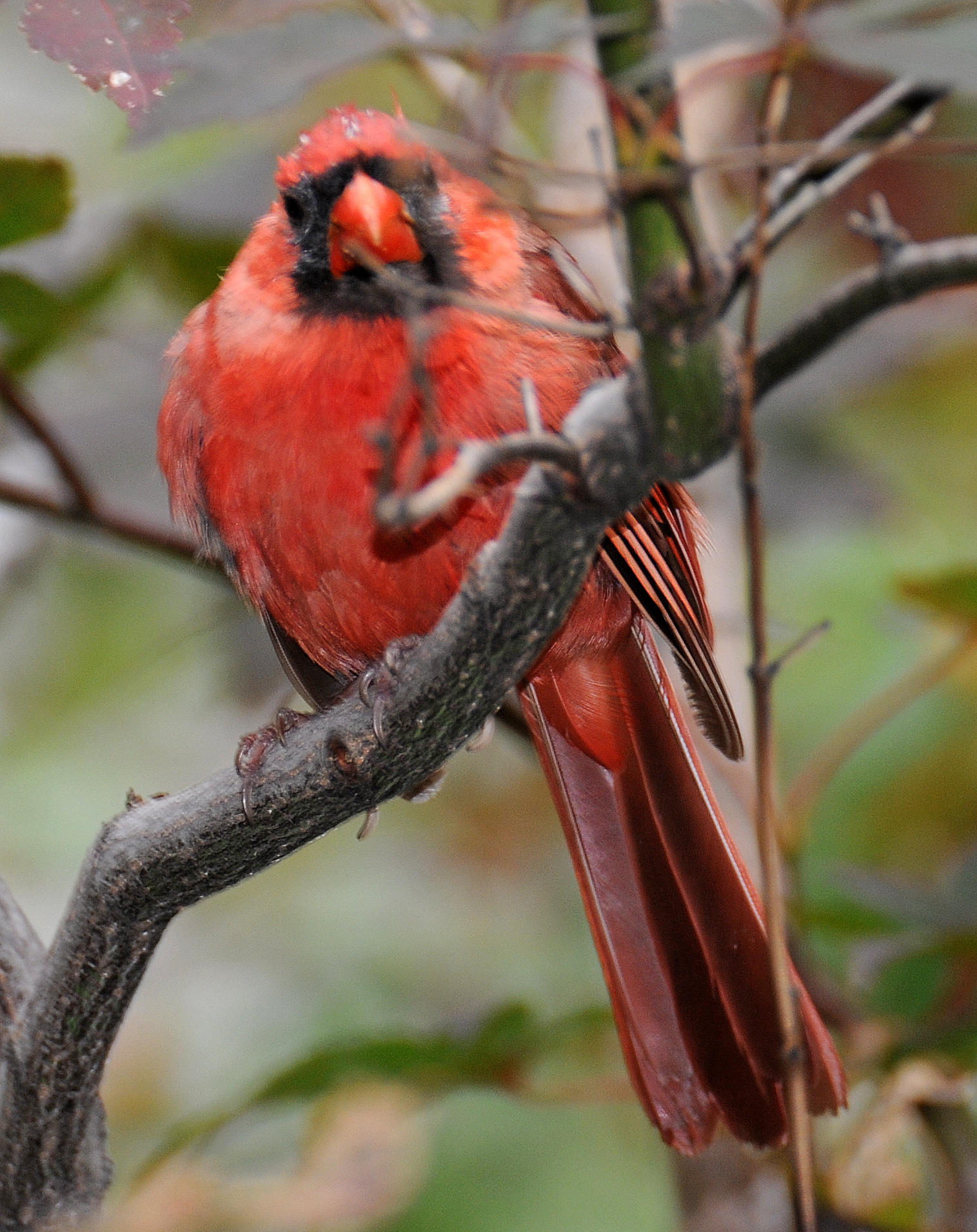 Cardinal