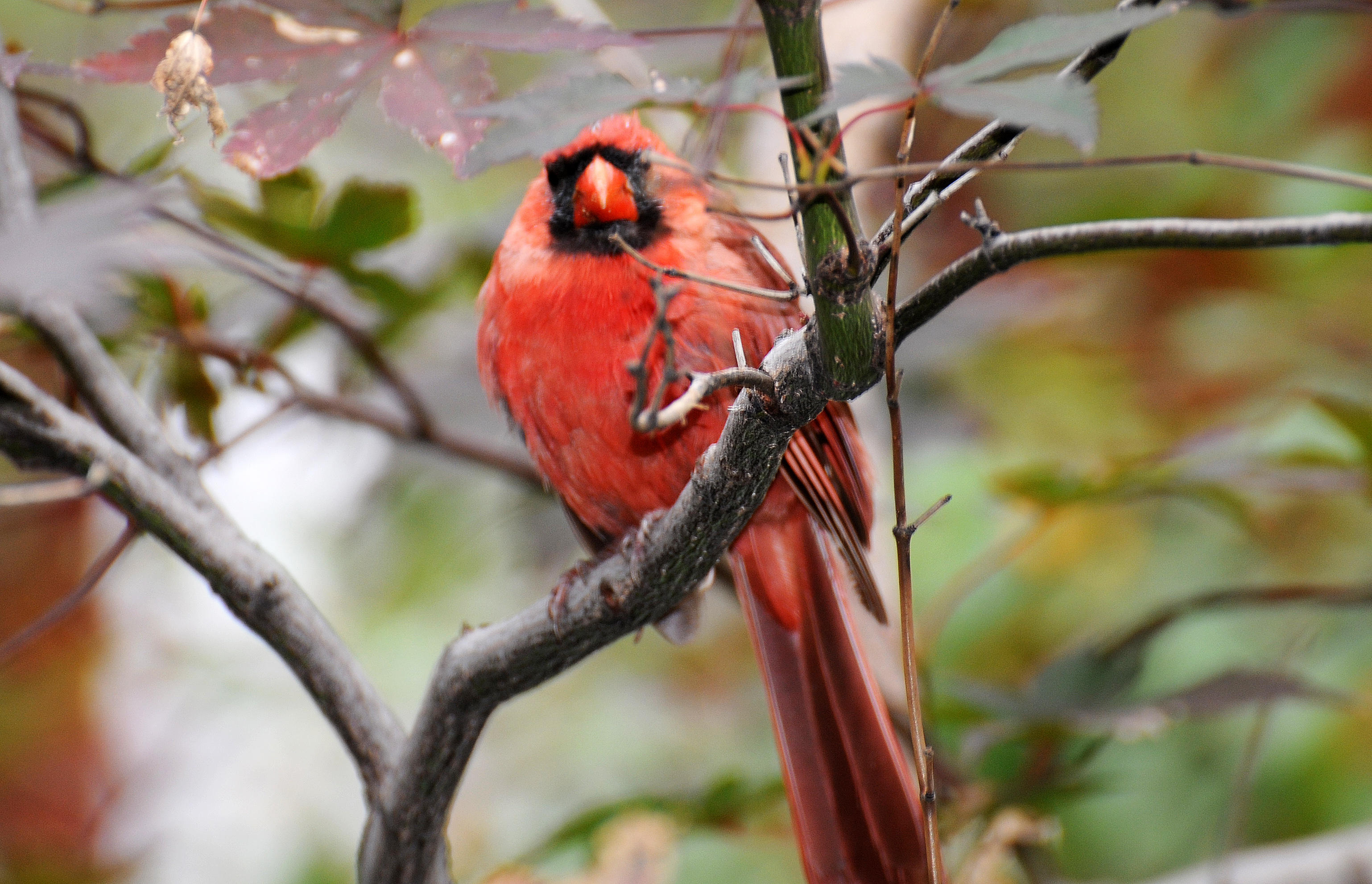 Cardinal