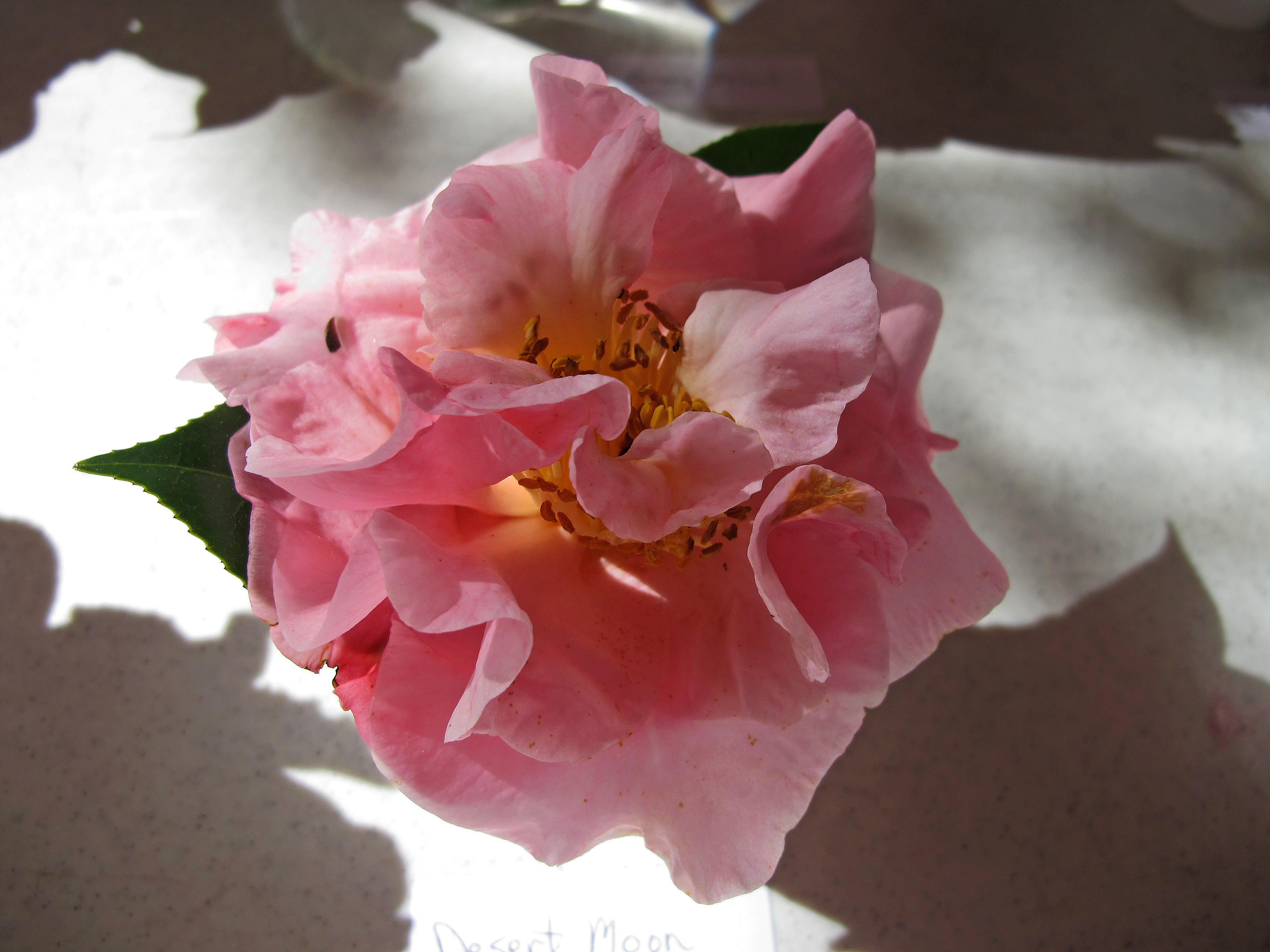 Camellia Show