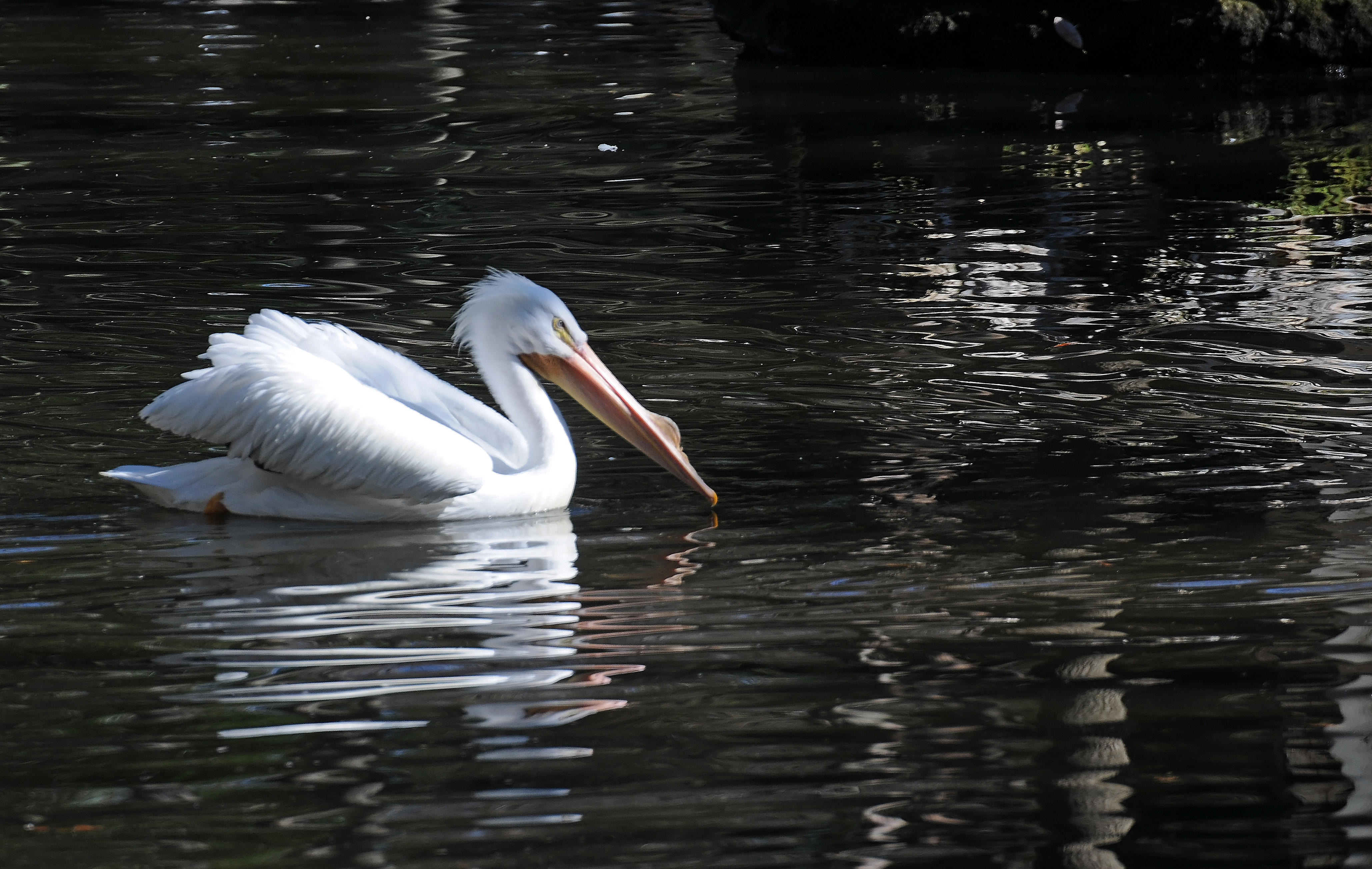 DSC_0634.JPG