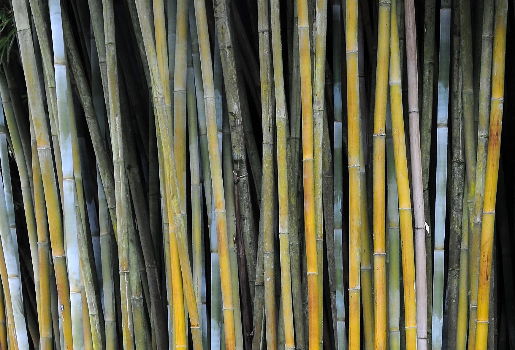 Kanapaha Bamboo