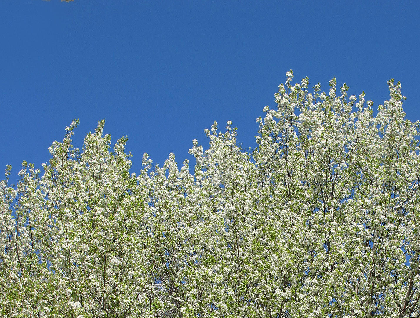 IMG_7905 copy