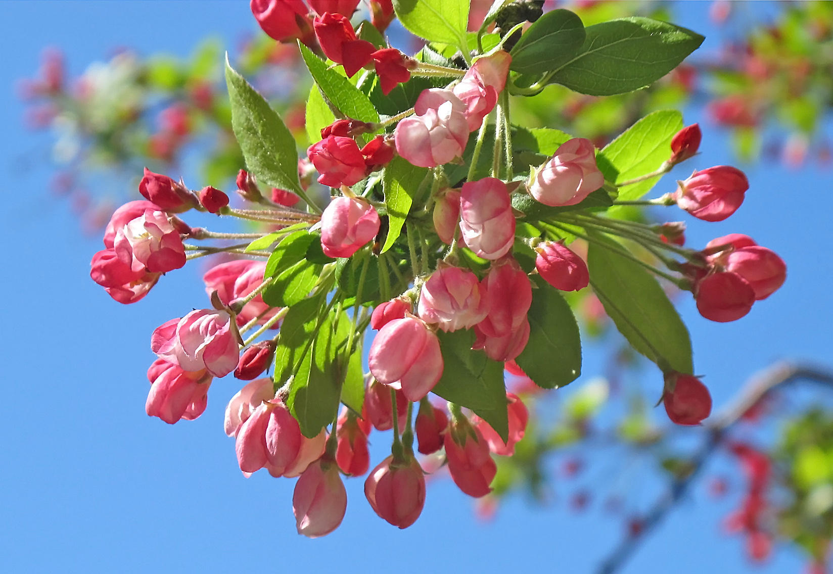 Crab Apple Tree Blossoms