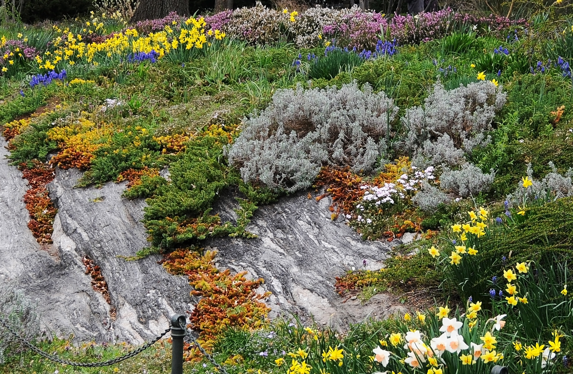 Spring Heather & Flower Garden