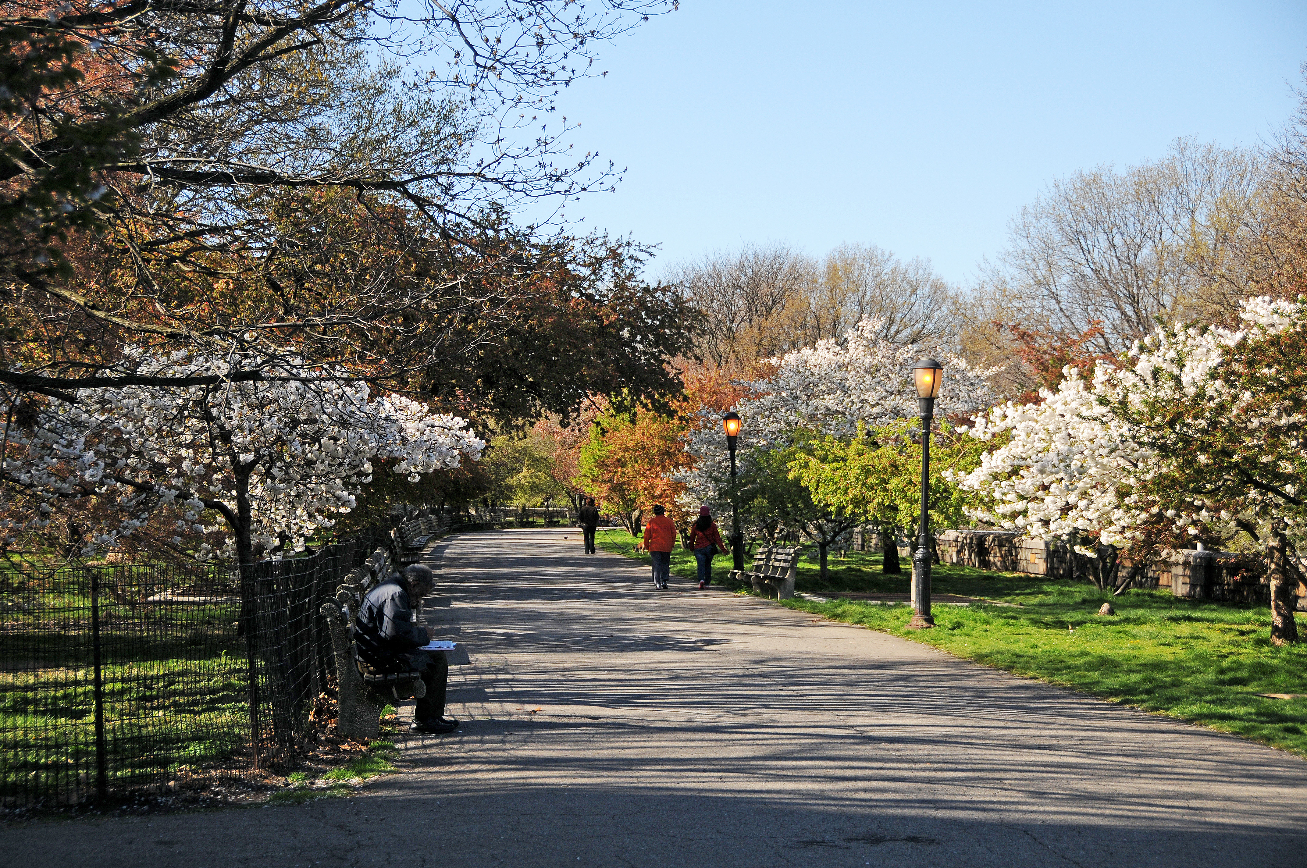 Crab Apple & Cherry Tree Grove