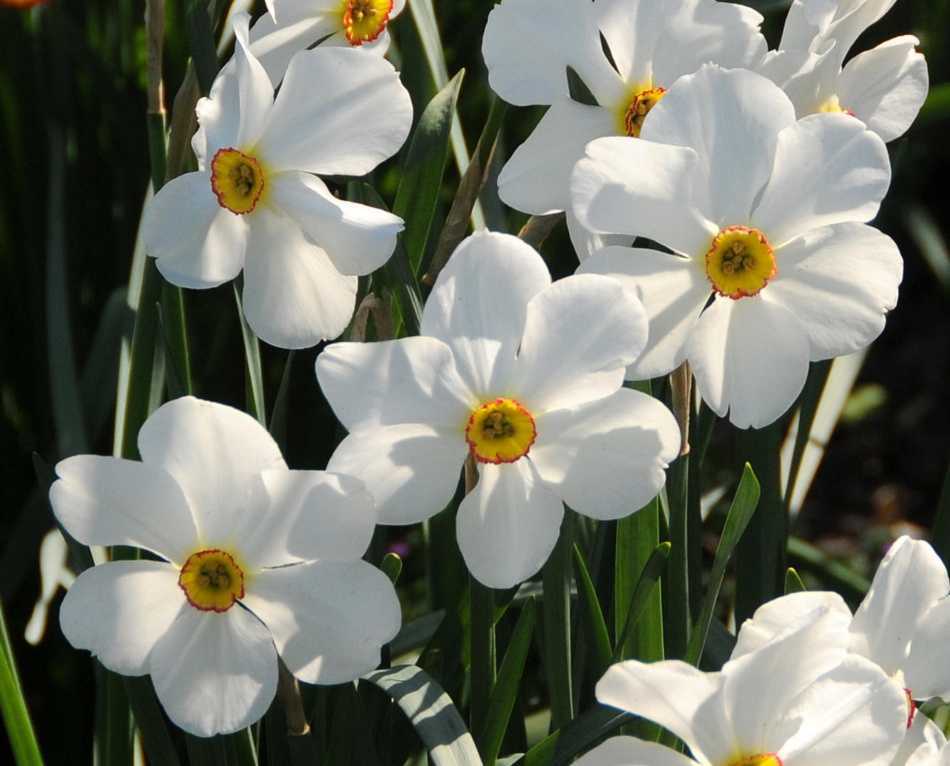 White Daffodils