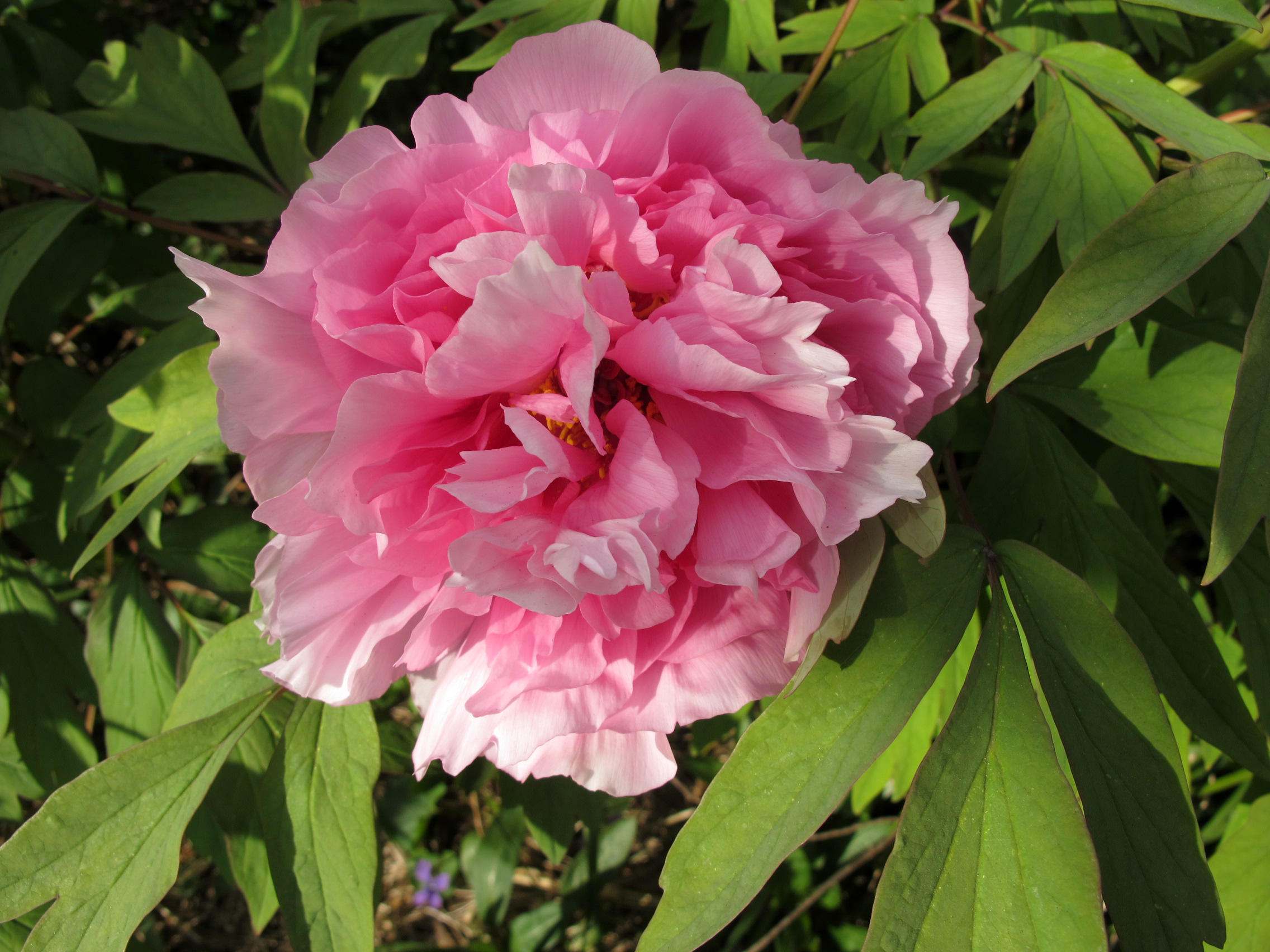 Tree Peony Pink Blossom