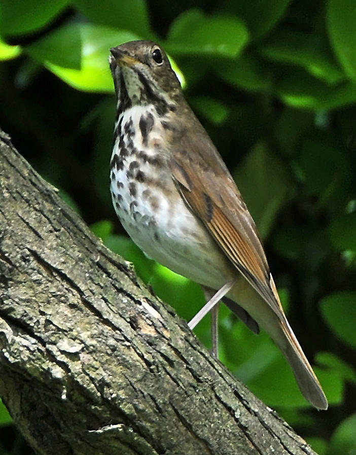 Hermit Thrush or Catharus guttatus