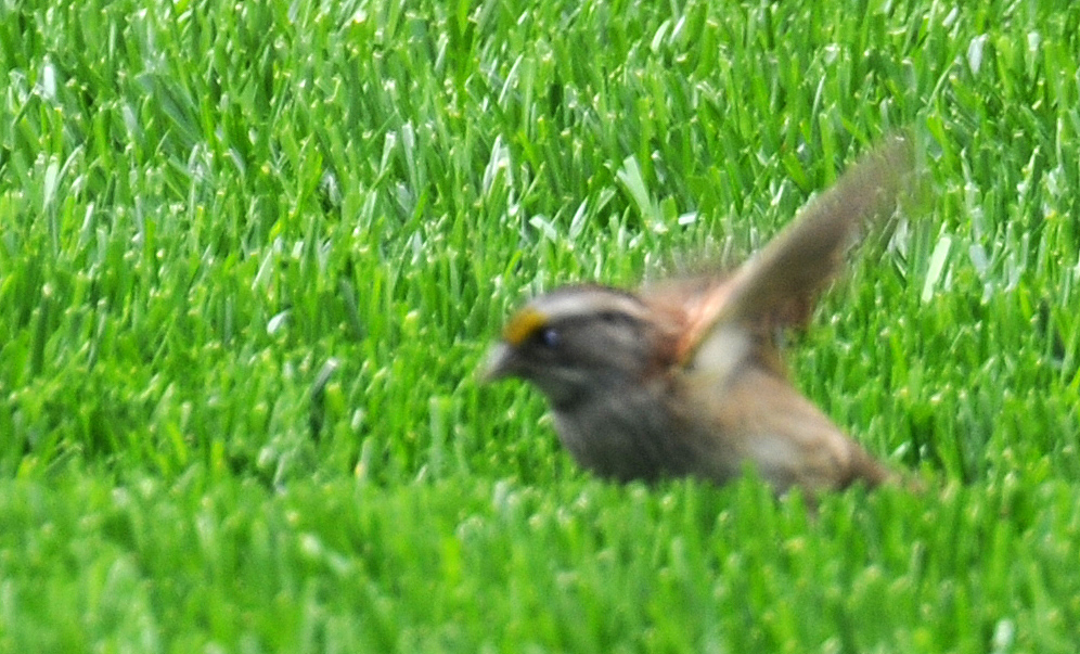 White Throated Sparrow - Zonotrichia albicollis
