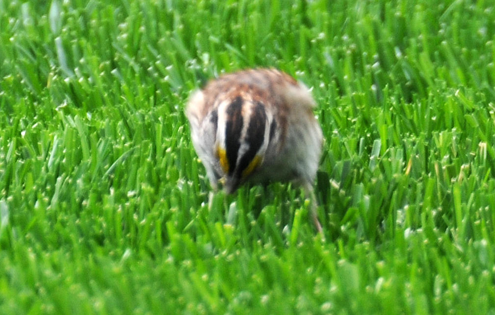 White Throated Sparrow - Zonotrichia albicollis