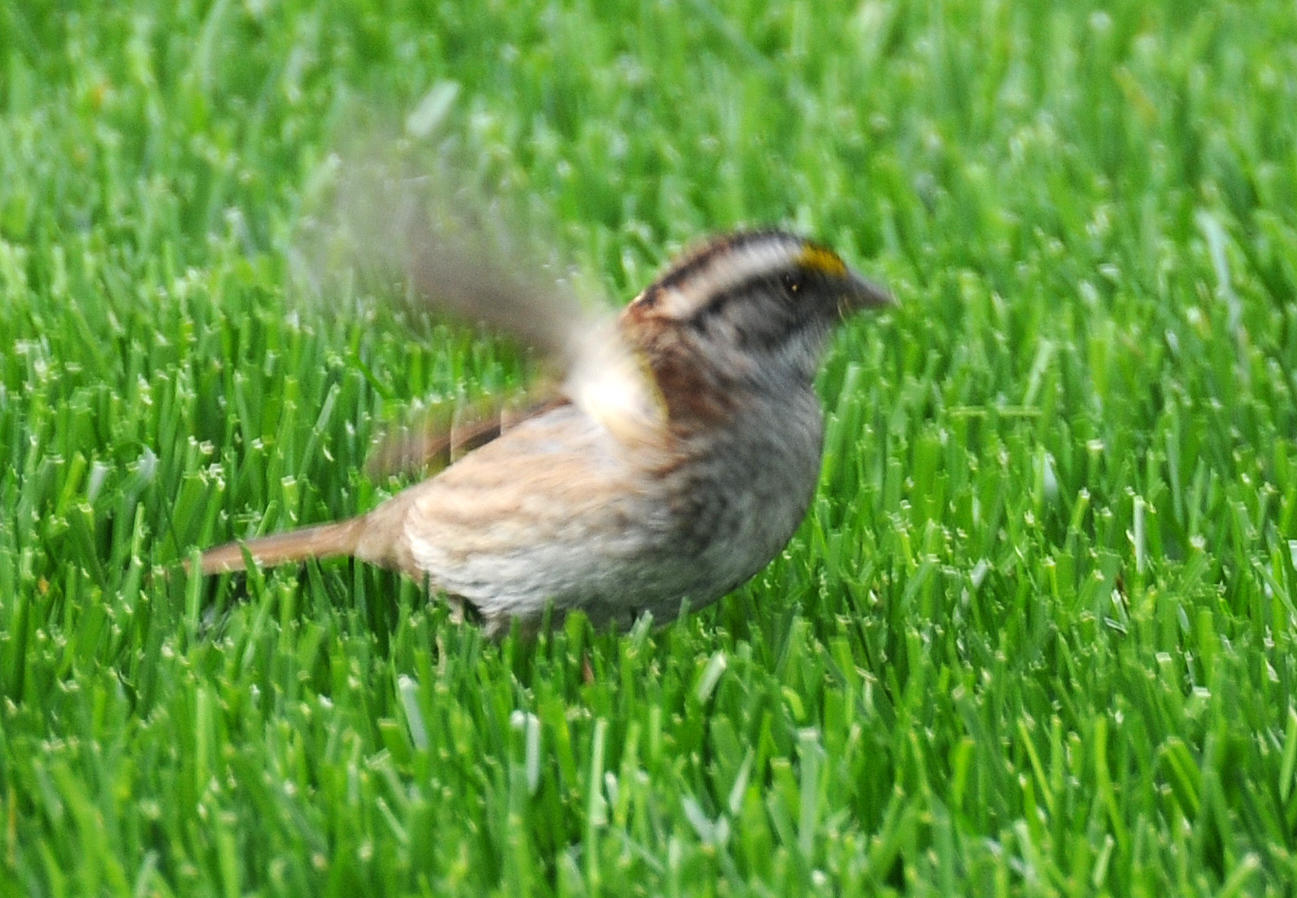 White Throated Sparrow - Zonotrichia albicollis