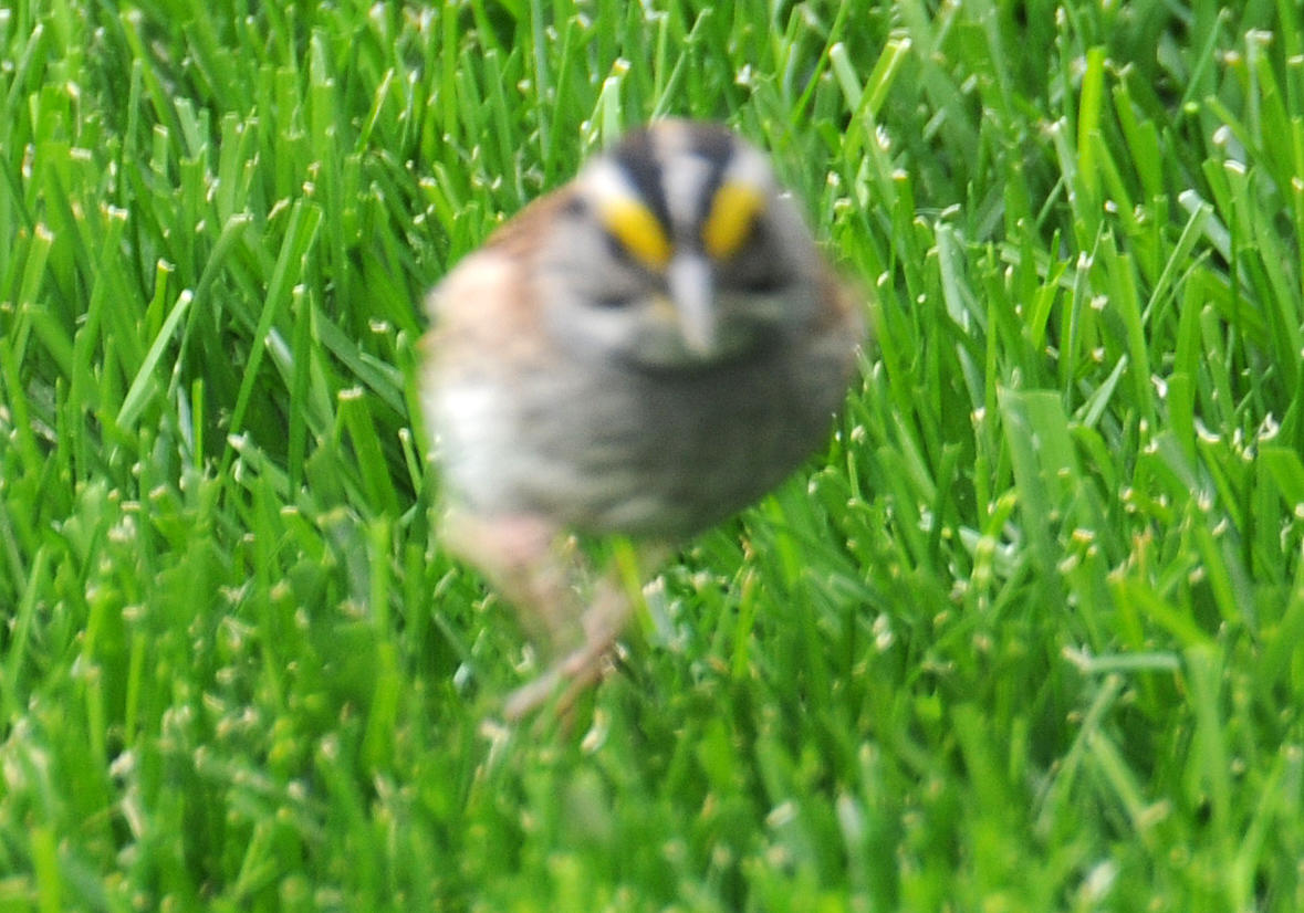 White Throated Sparrow - Zonotrichia albicollis