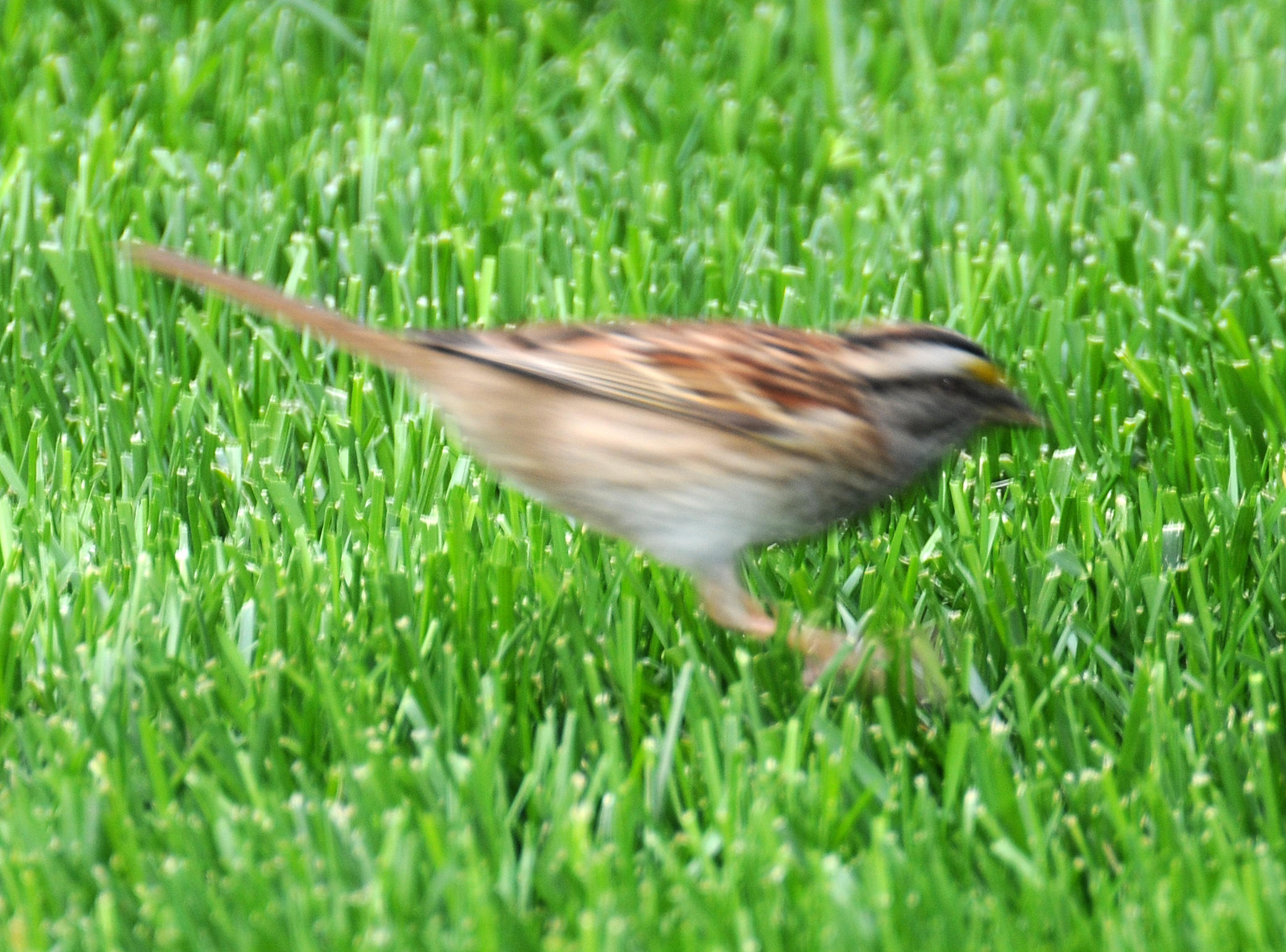 White Throated Sparrow - Zonotrichia albicollis