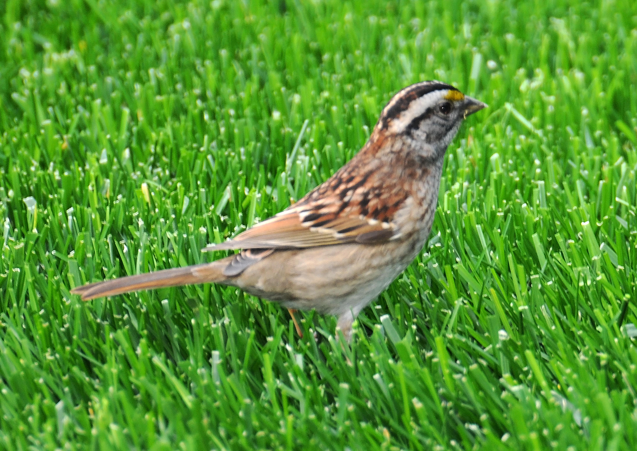 White Throated Sparrow - Zonotrichia albicollis