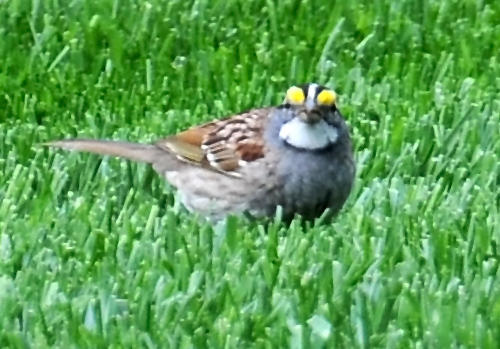 White Throated Sparrow - Zonotrichia albicollis