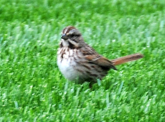 Song Sparrow - Melospiza melodia